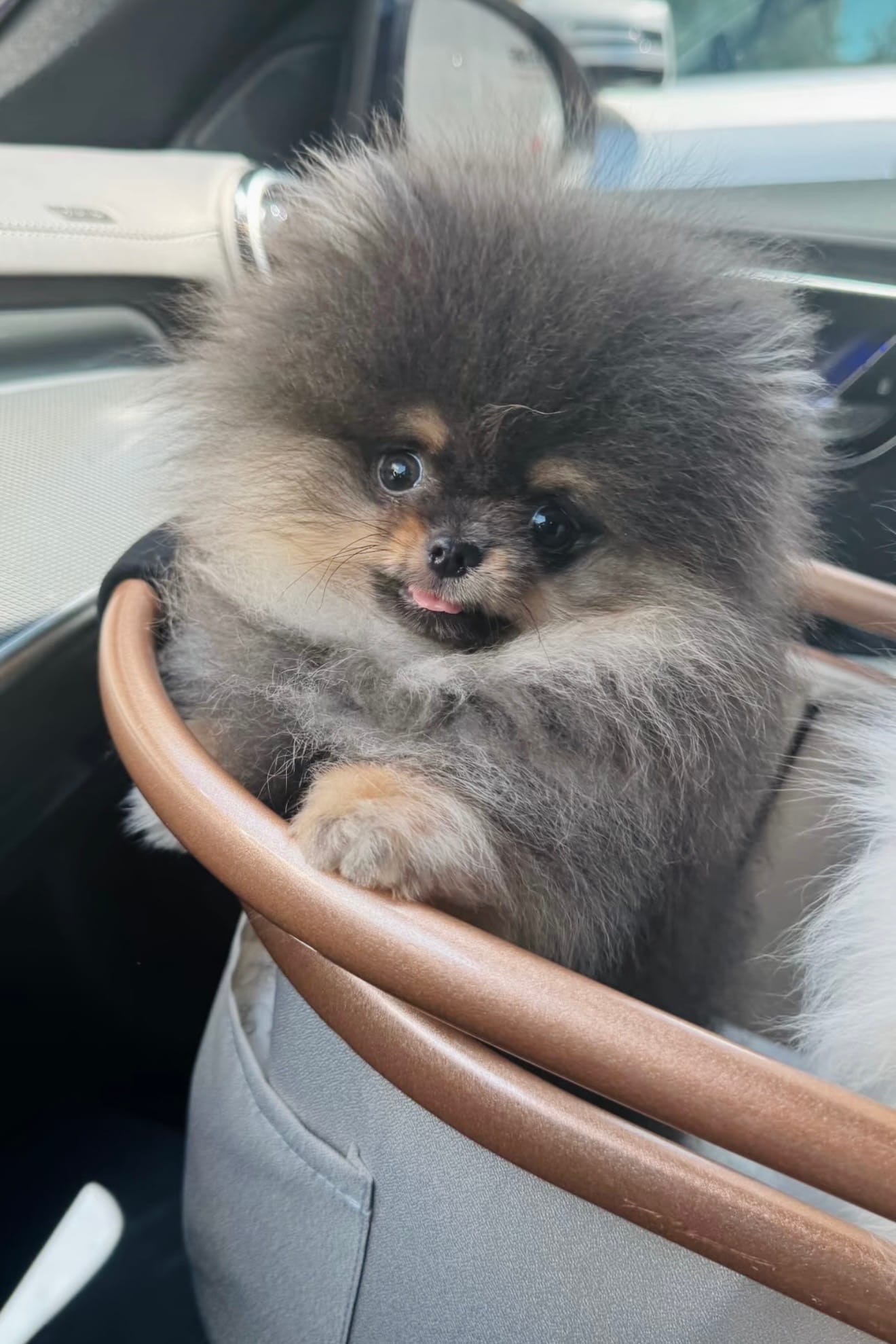 Boba  – Pomeranian puppy for sale in Eastvale, CA