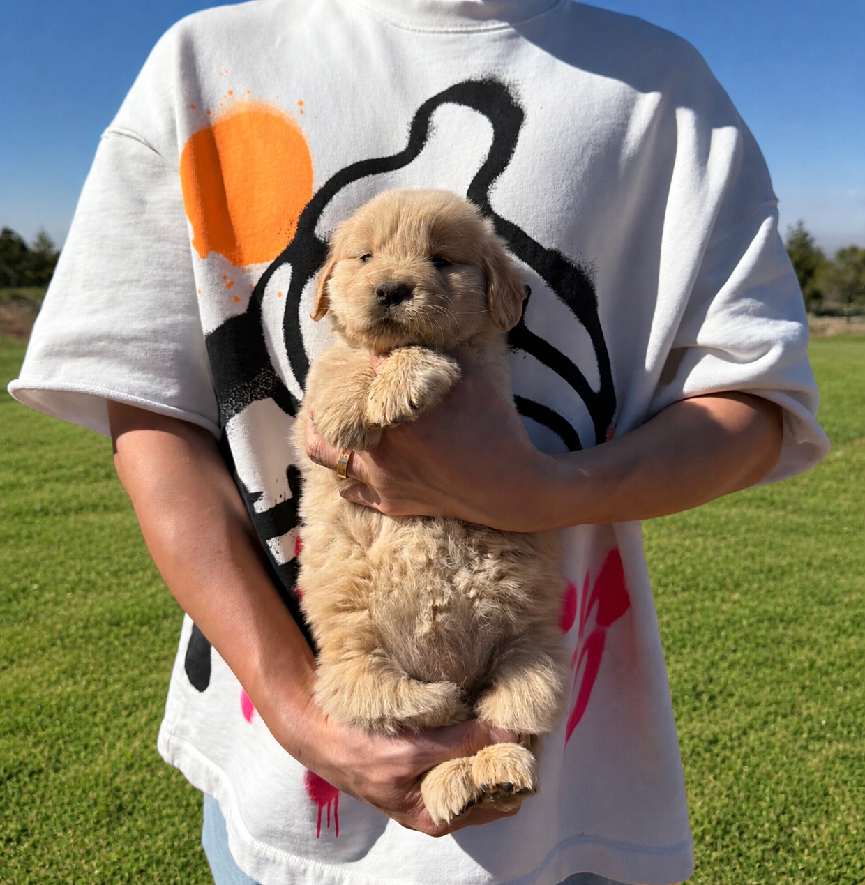 Drone  – Golden Retriever puppy for sale in Eastvale, CA