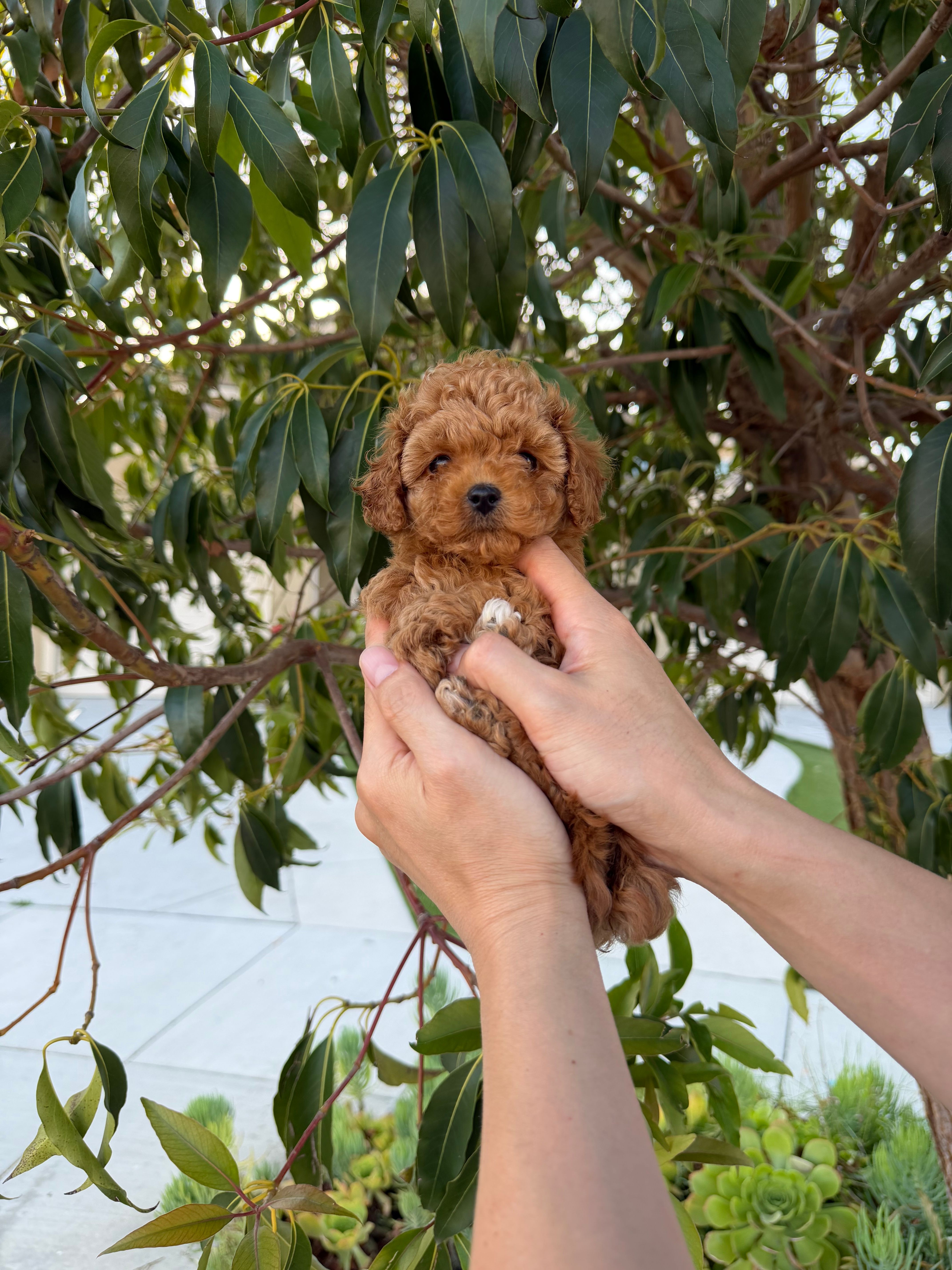 Cinnamon  – Poodle - Toy  puppy for sale in Eastvale, CA