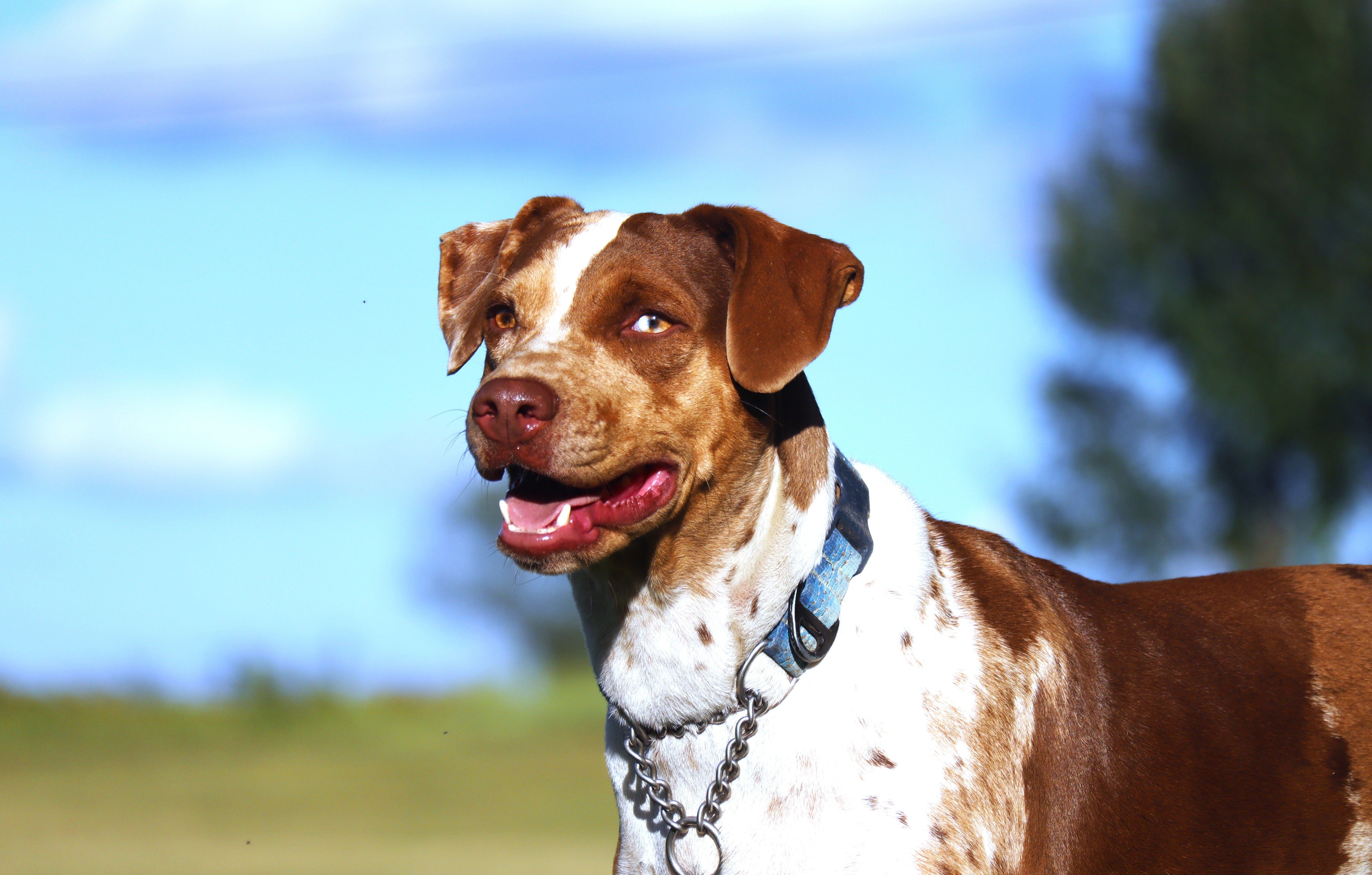 Julie – Catahoula Leopard Dog puppy for sale in New Brunswick, NJ