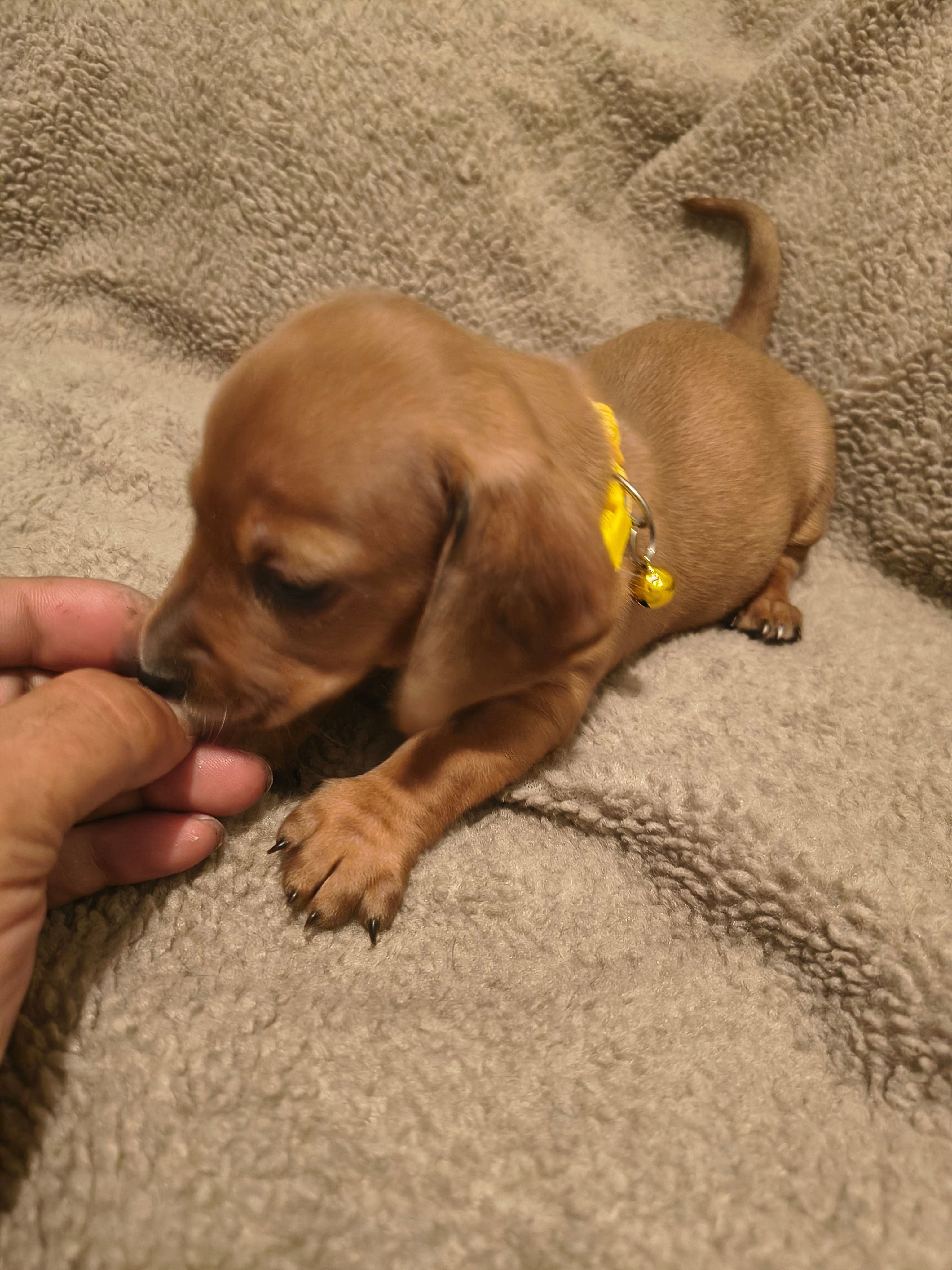 Stella – Miniature Dachshund puppy for sale in Pueblo, CO