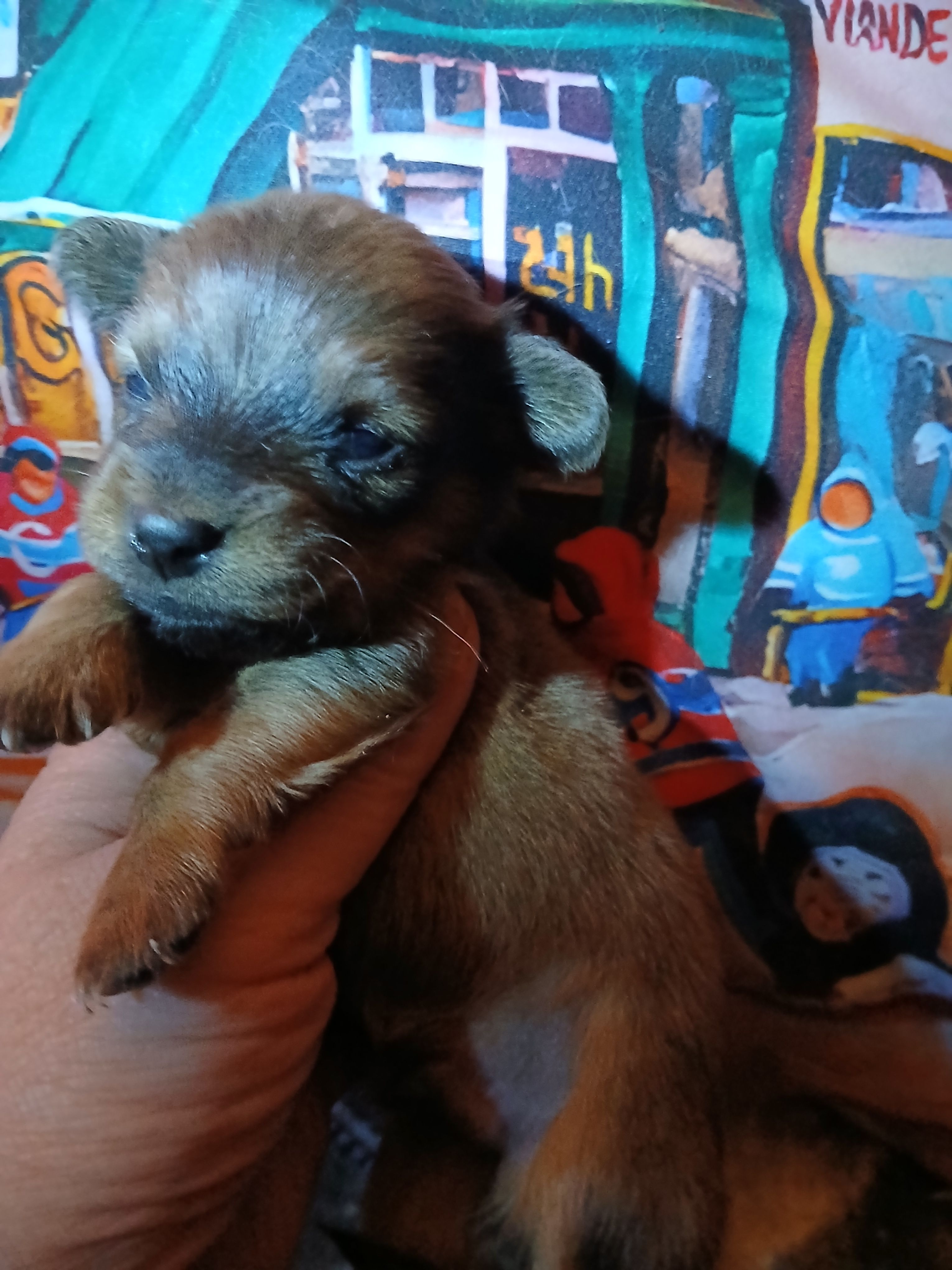 Buster – Pomeranian, Miniature Dachshund puppy for sale in Colebrook, NH