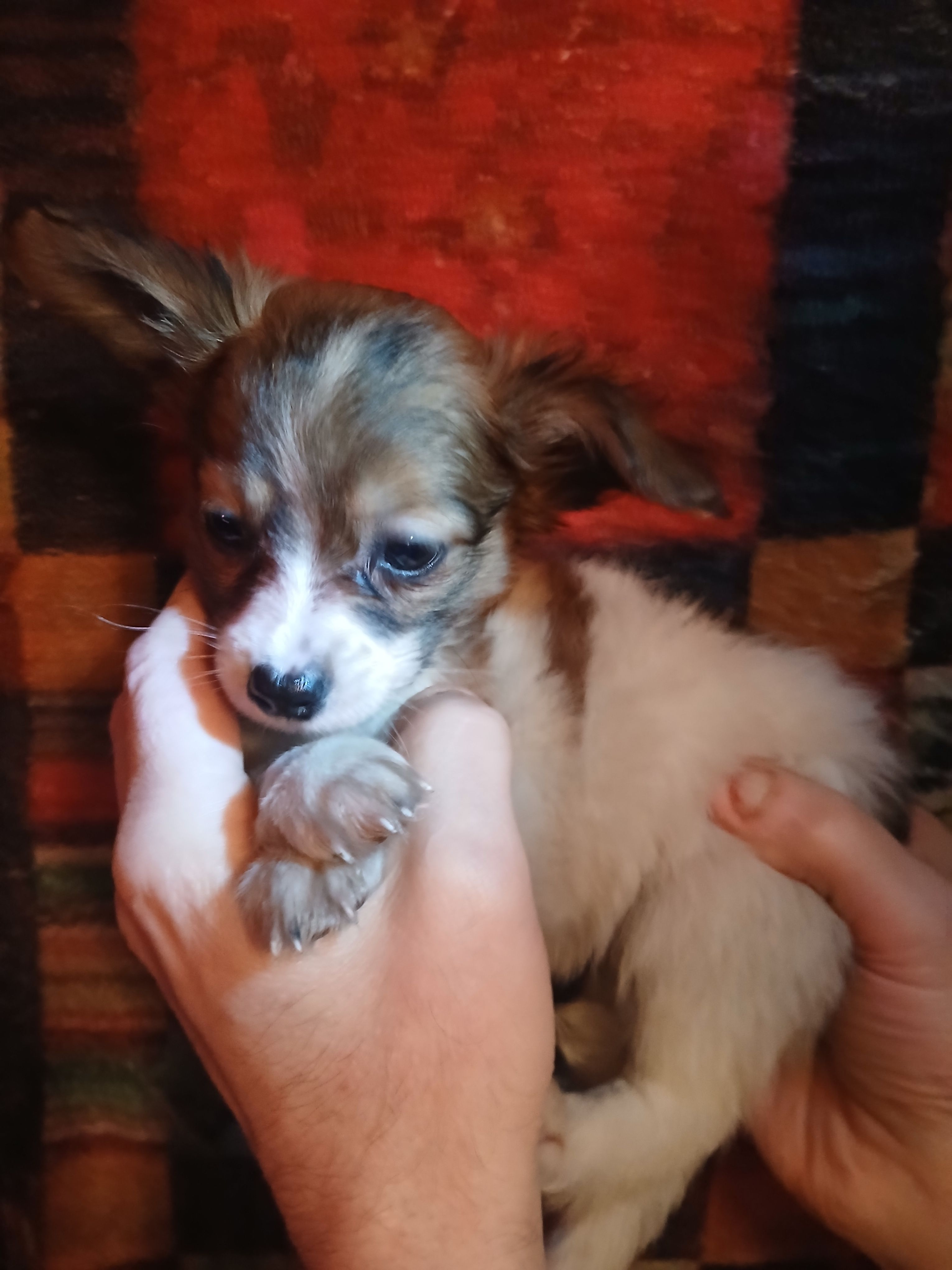 Kiara – Pomeranian, Miniature Dachshund puppy for sale in Colebrook, NH