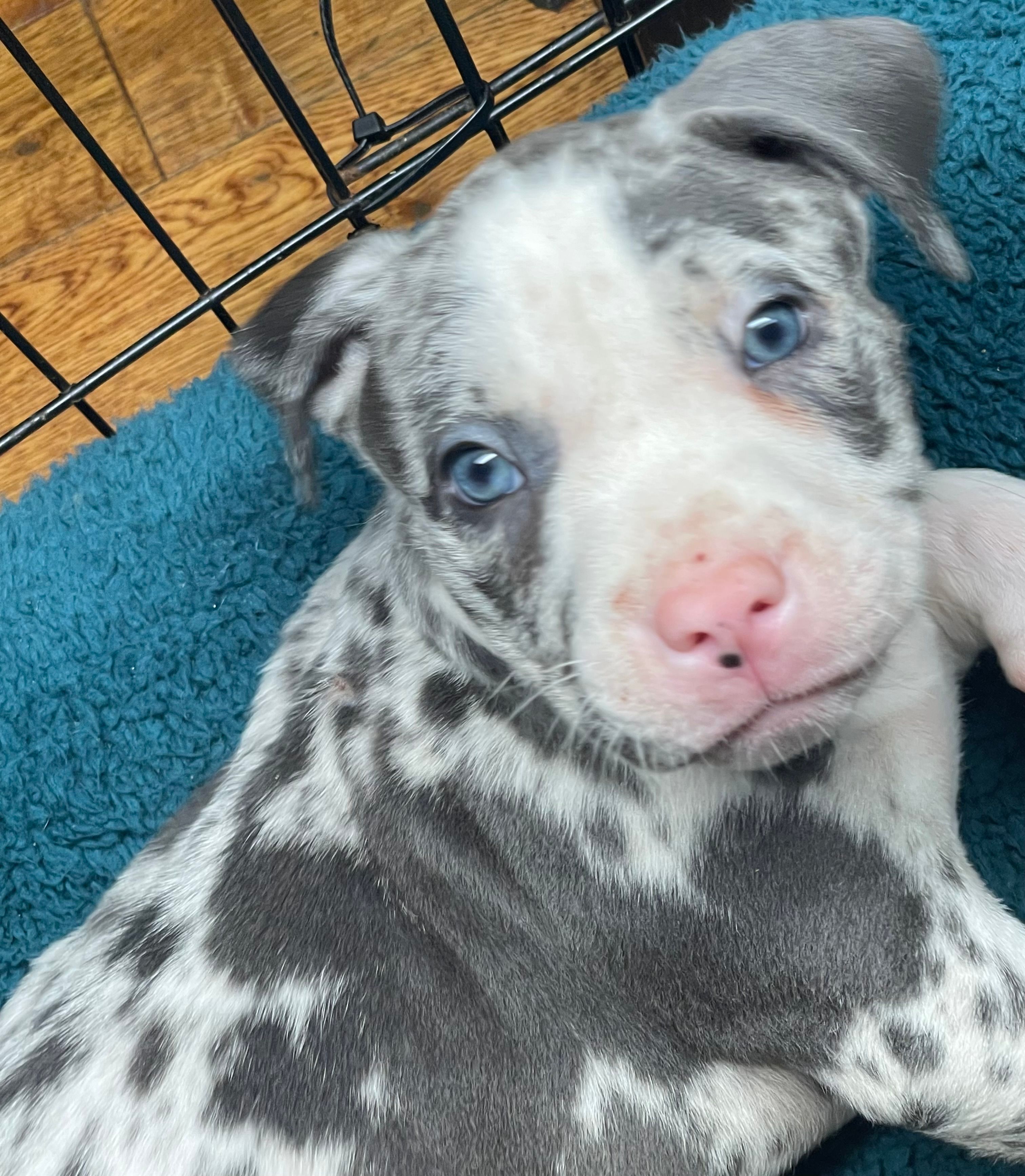 Mowgli – American Pit Bull Terrier puppy for sale in Mobile, AL