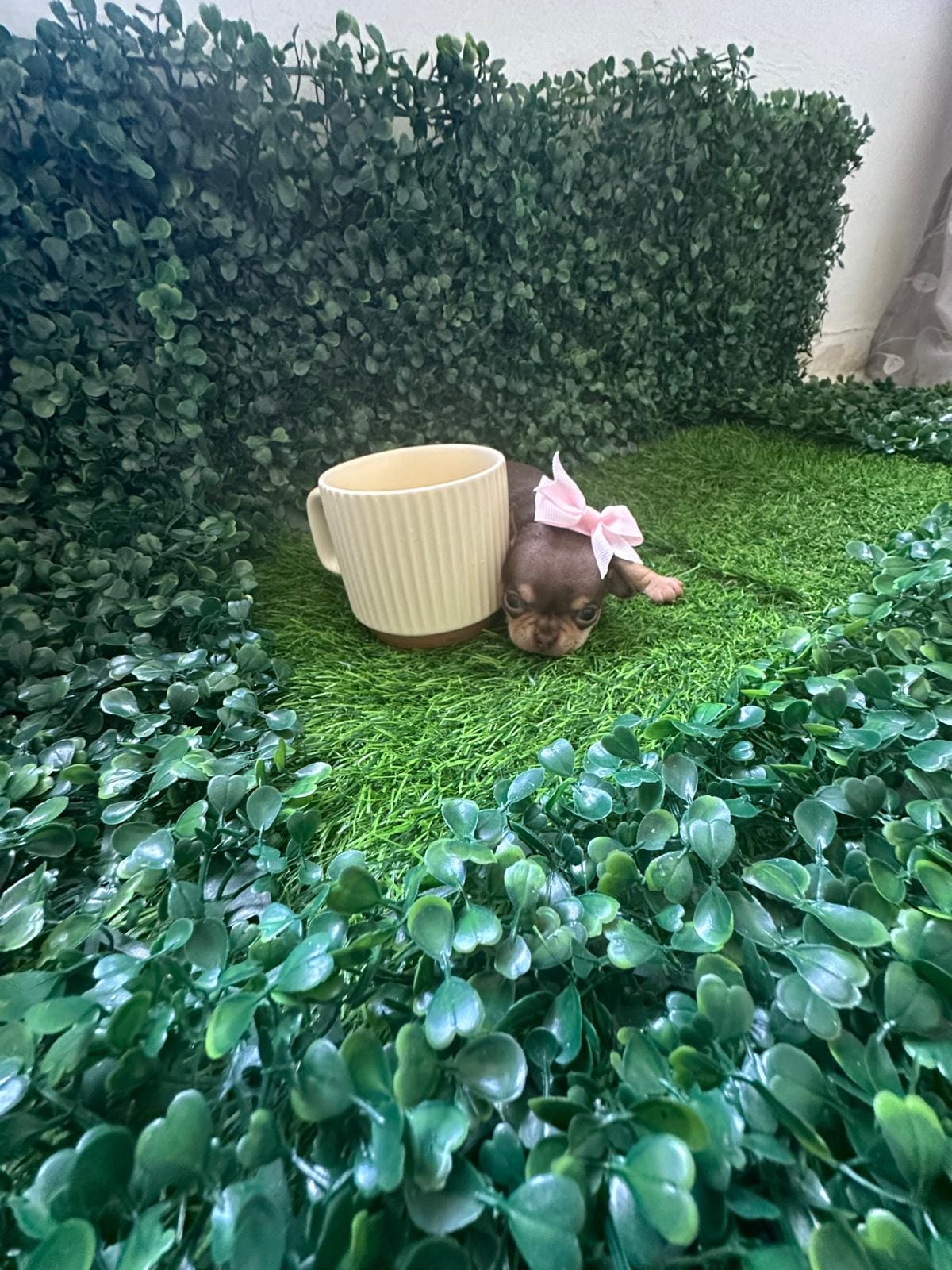 Minnie  – Chihuahua puppy for sale in Lehigh Acres, FL