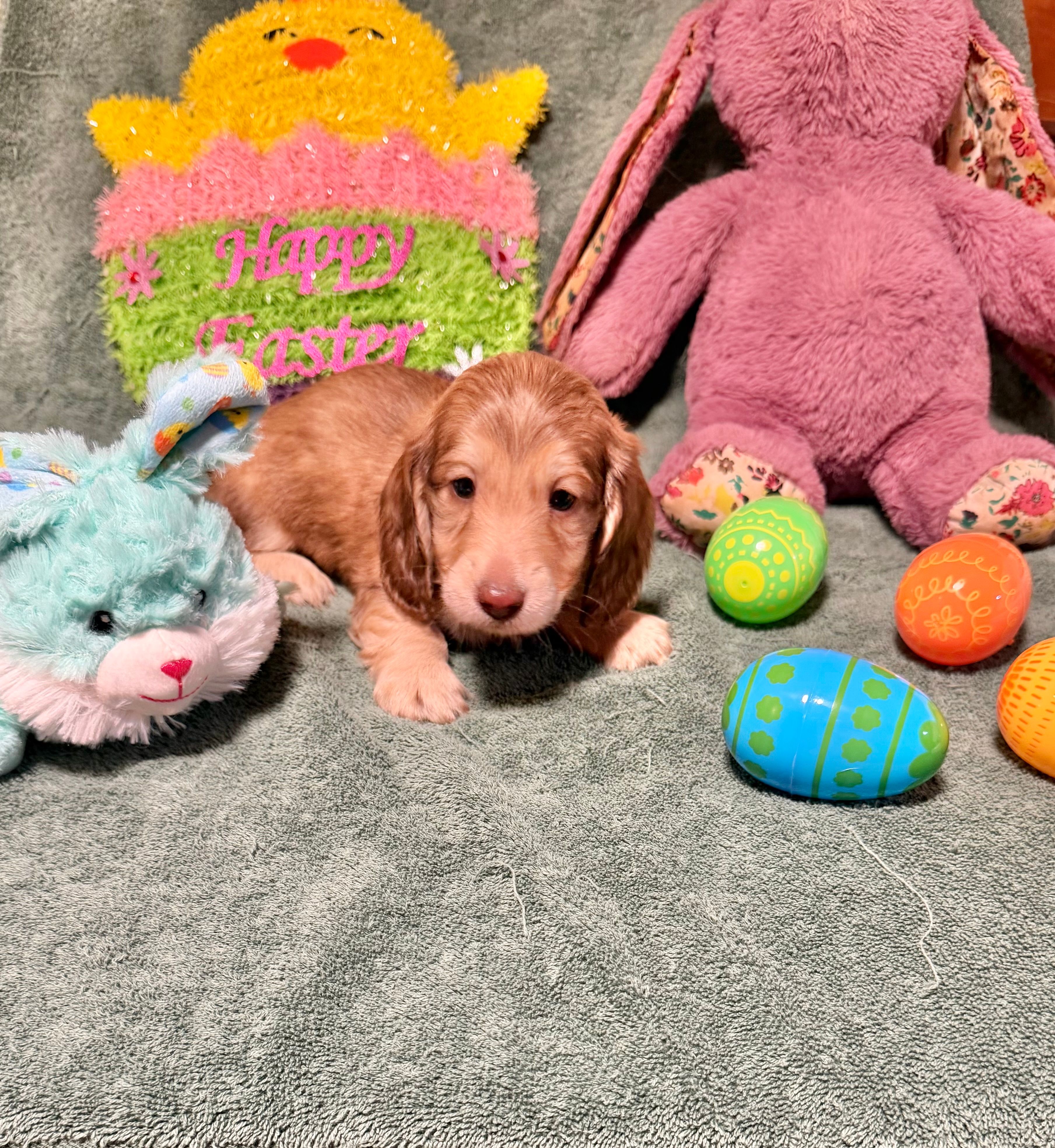 Oliver – Miniature Dachshund puppy for sale in Waynesboro, VA