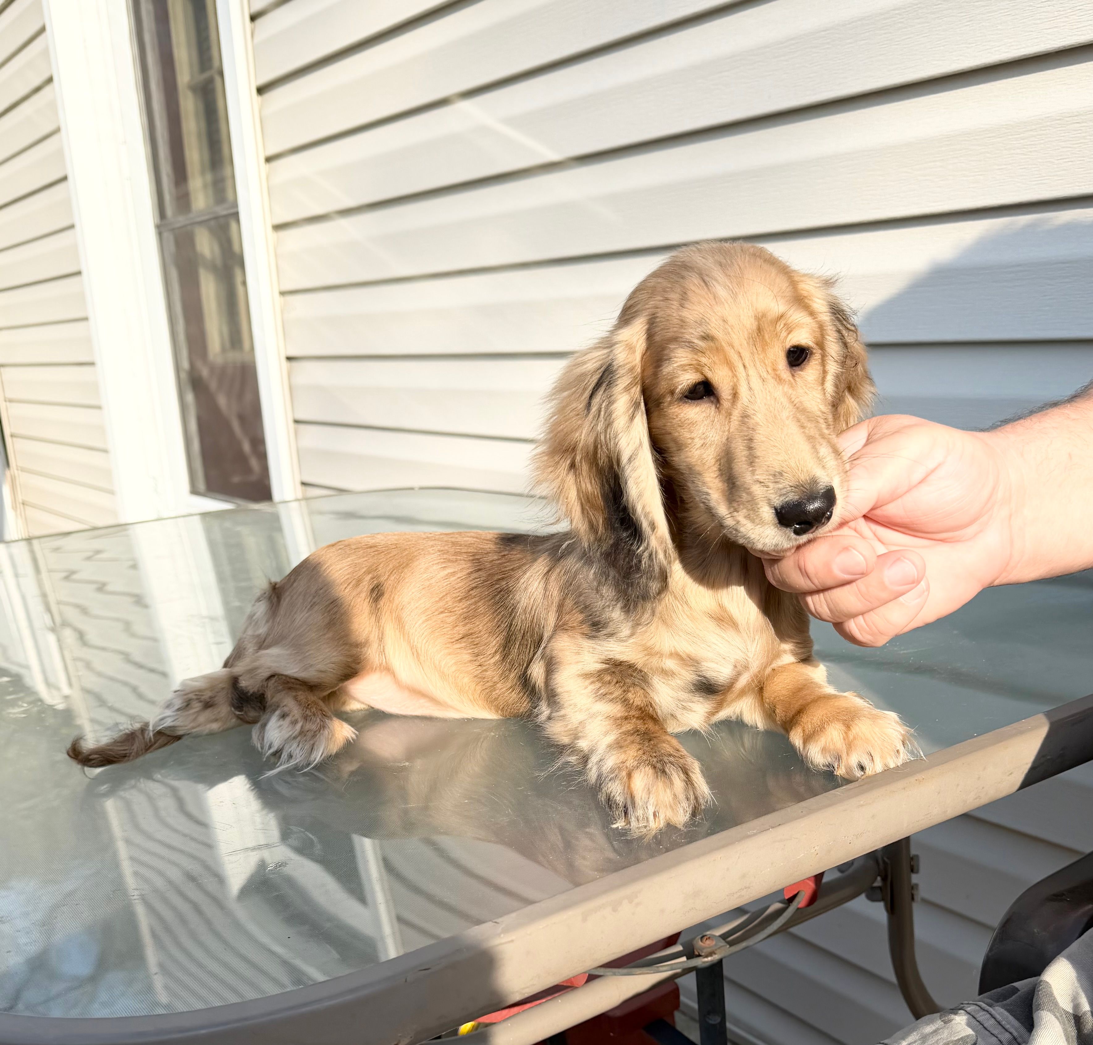 Sassy – Miniature Dachshund puppy for sale in Waynesboro, VA