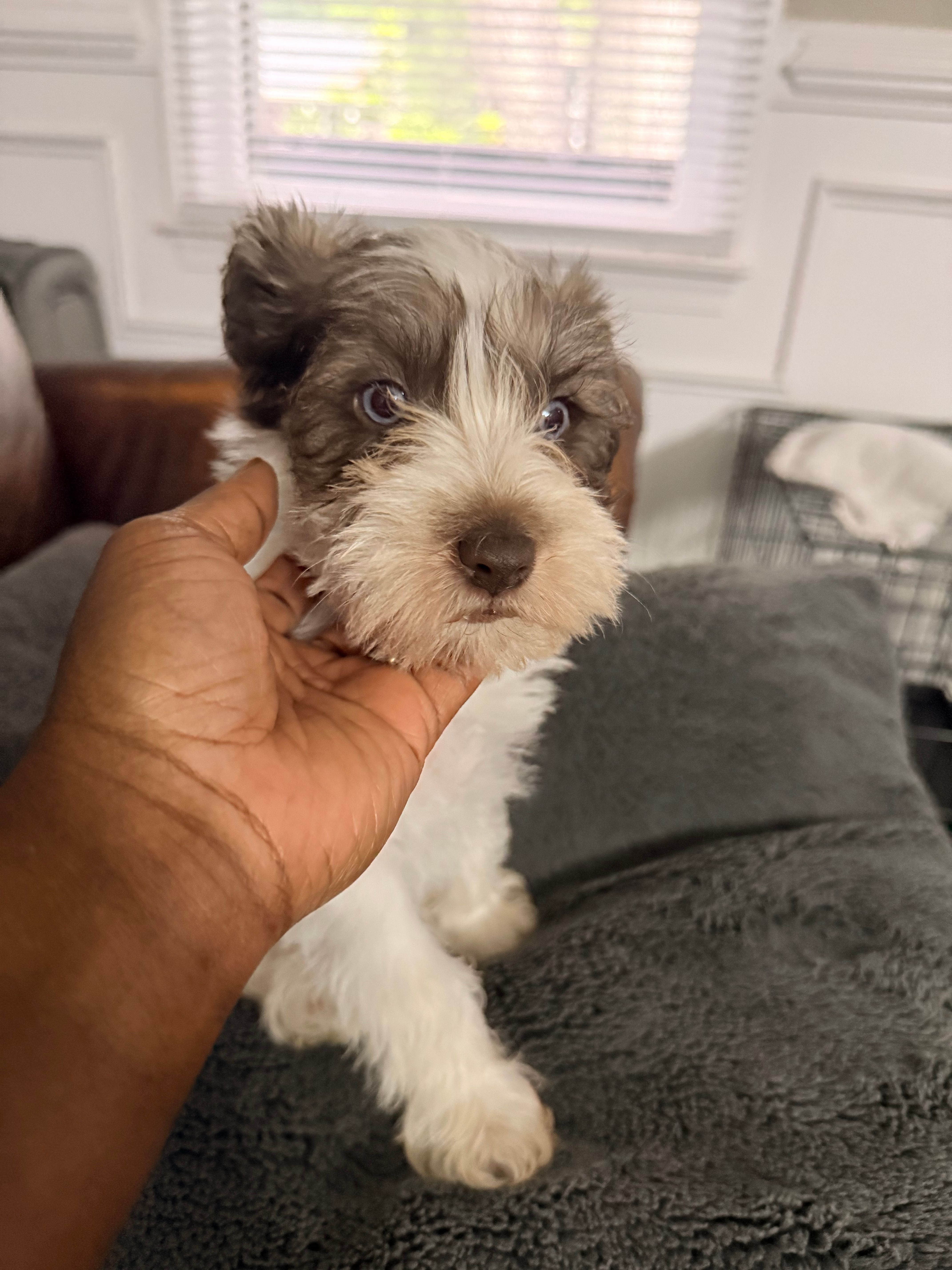 Puppy 5 – Miniature Schnauzer puppy for sale in Chester, VA