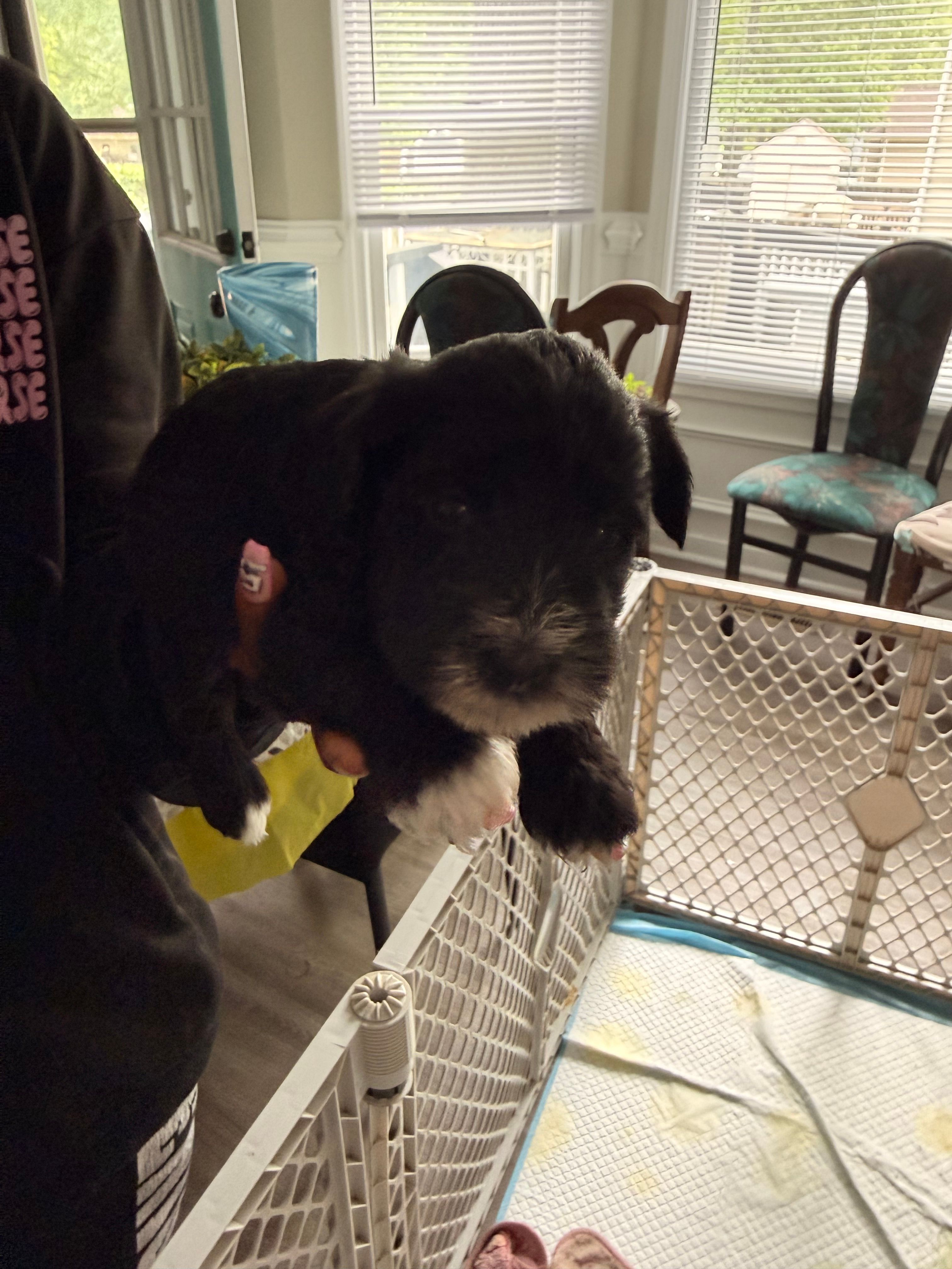Puppy 1 – Miniature Schnauzer puppy for sale in Chester, VA