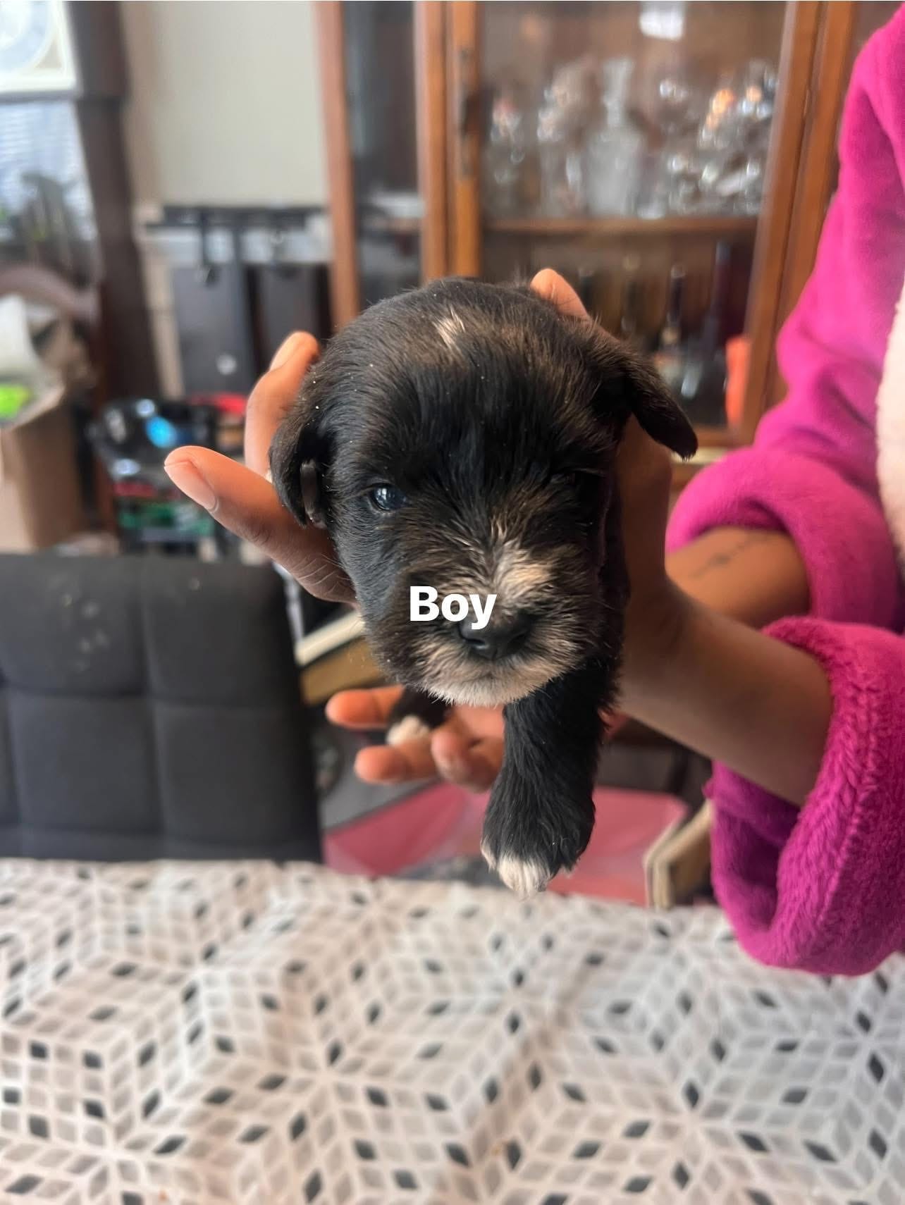 Puppy 1 – Miniature Schnauzer puppy for sale in Chester, VA