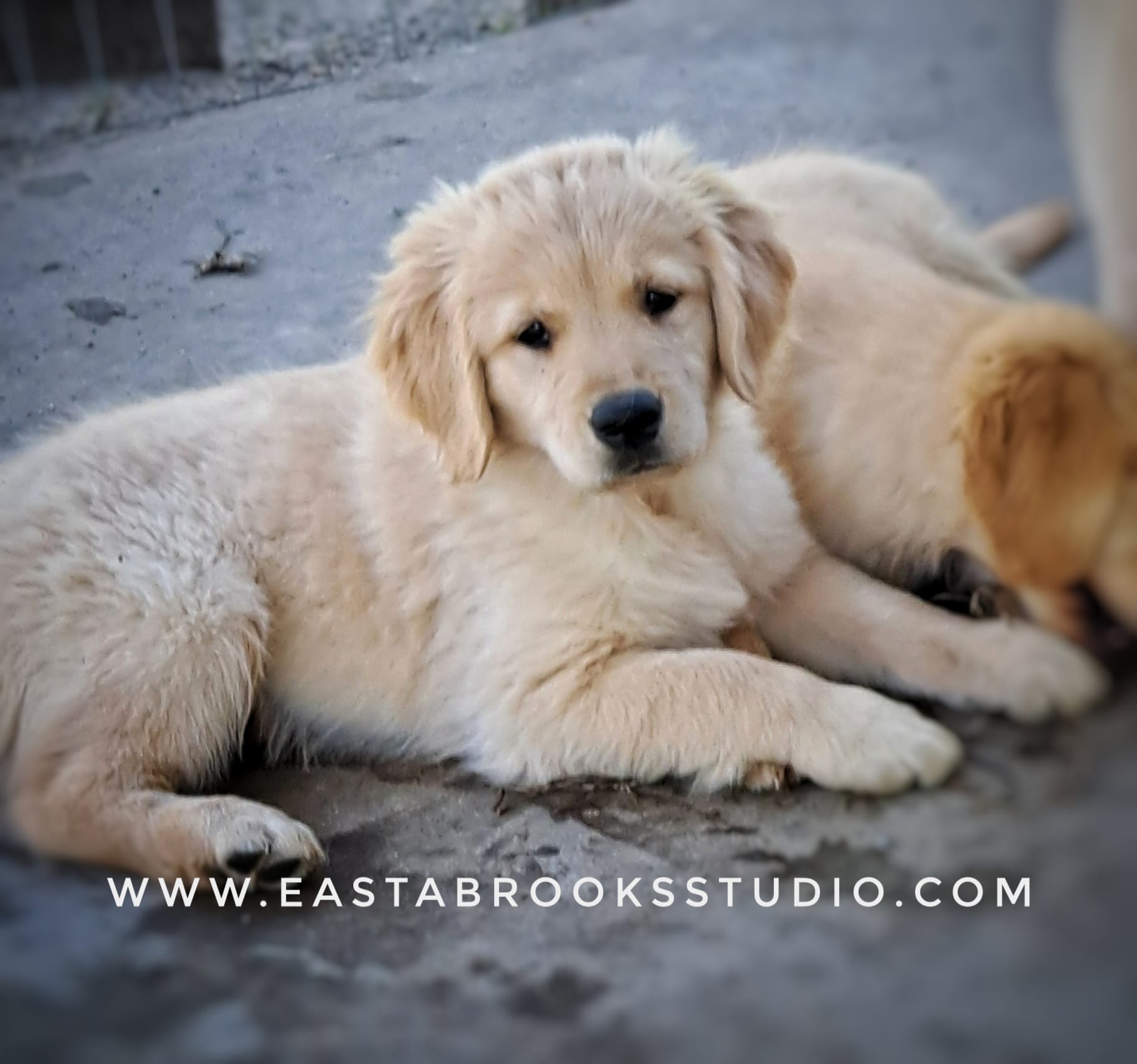 Dillon – Golden Retriever puppy for sale in Dixon, IL