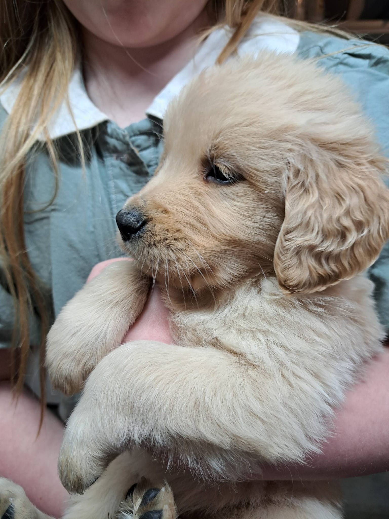 Dillon – Golden Retriever puppy for sale in Dixon, IL