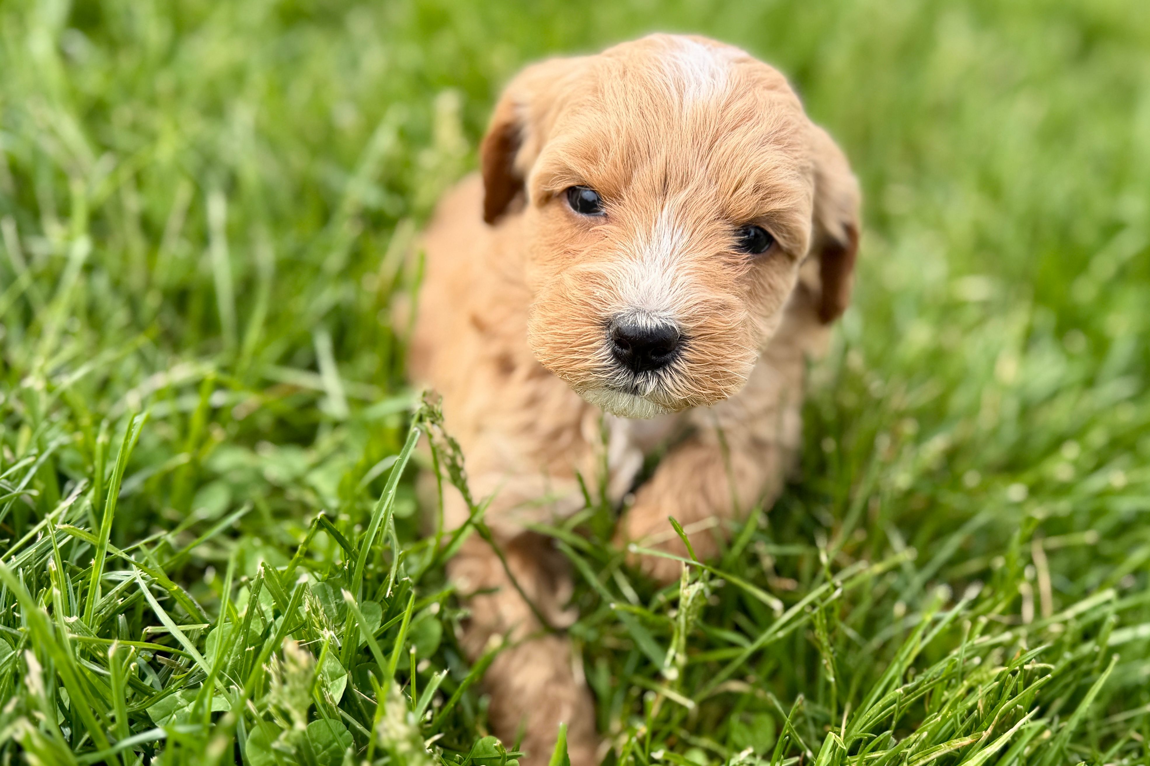 Olive  – Goldendoodle puppy for sale in Shipshewana, IN