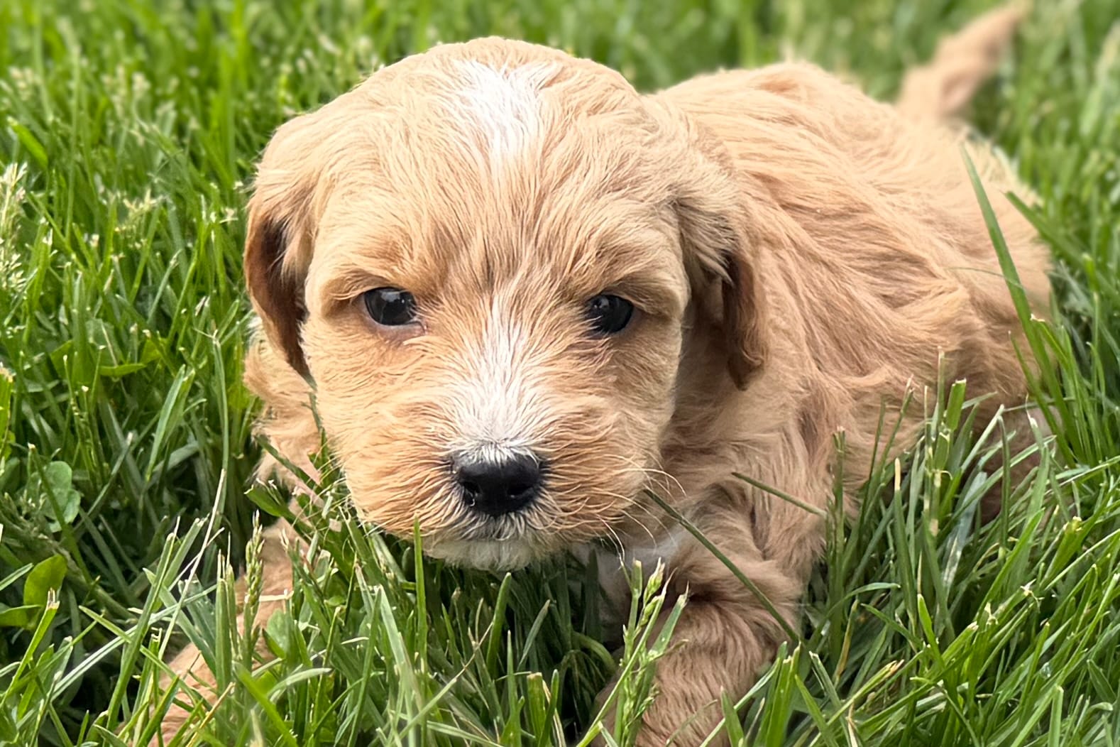Olive , a female Goldendoodle for sale in Shipshewana, IN – Photo 2 of 8