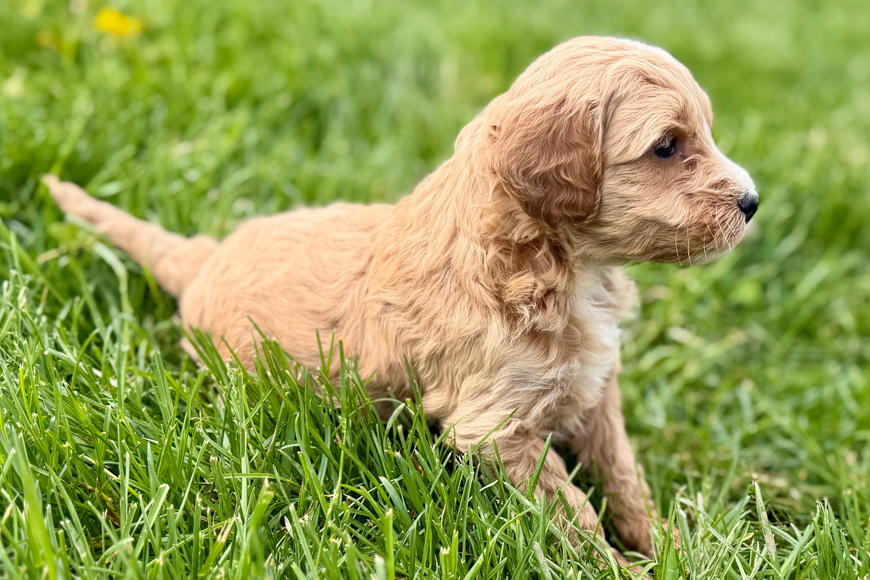 Olive , a female Goldendoodle for sale in Shipshewana, IN – Photo 8 of 8
