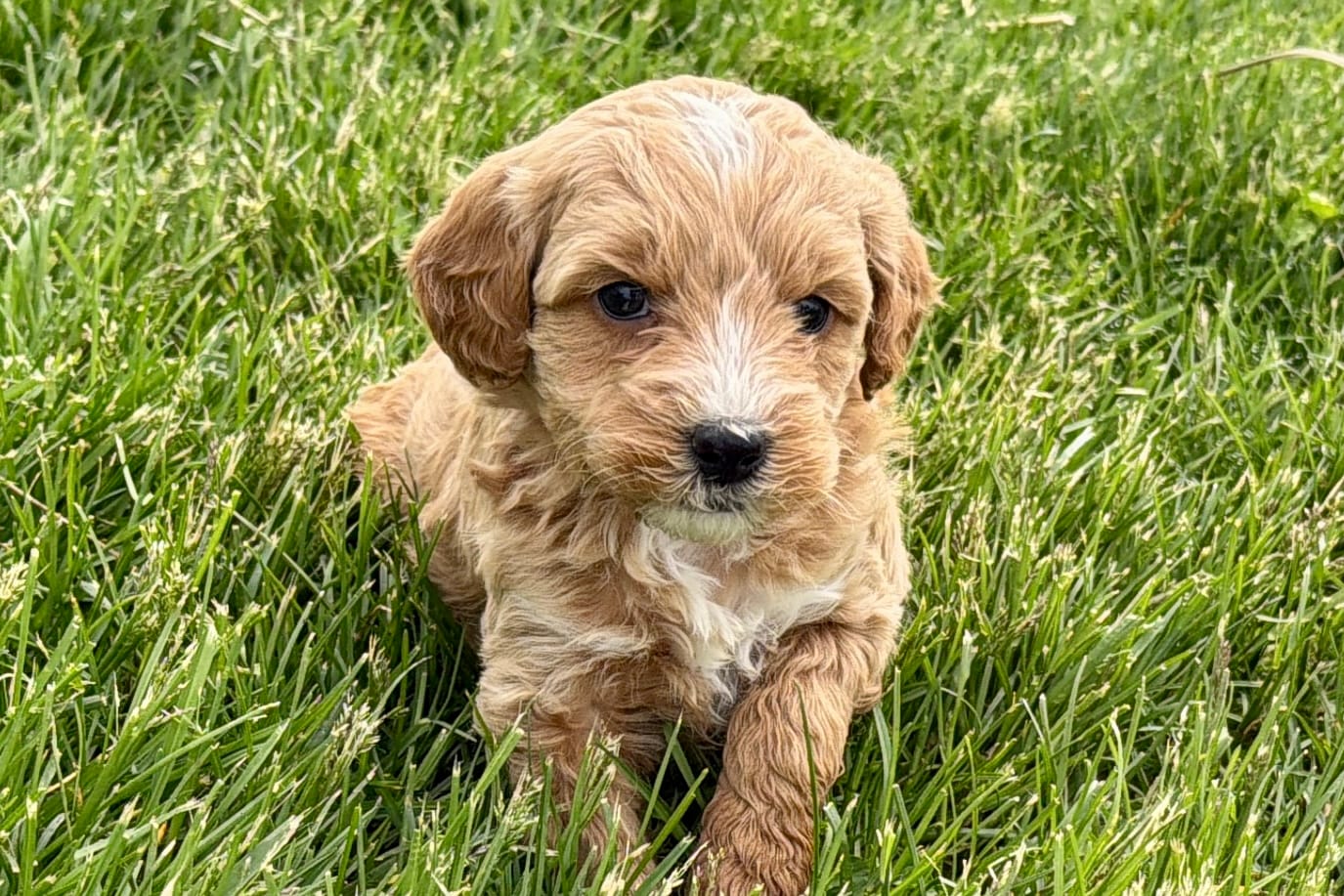 Olive , a female Goldendoodle for sale in Shipshewana, IN – Photo 4 of 8