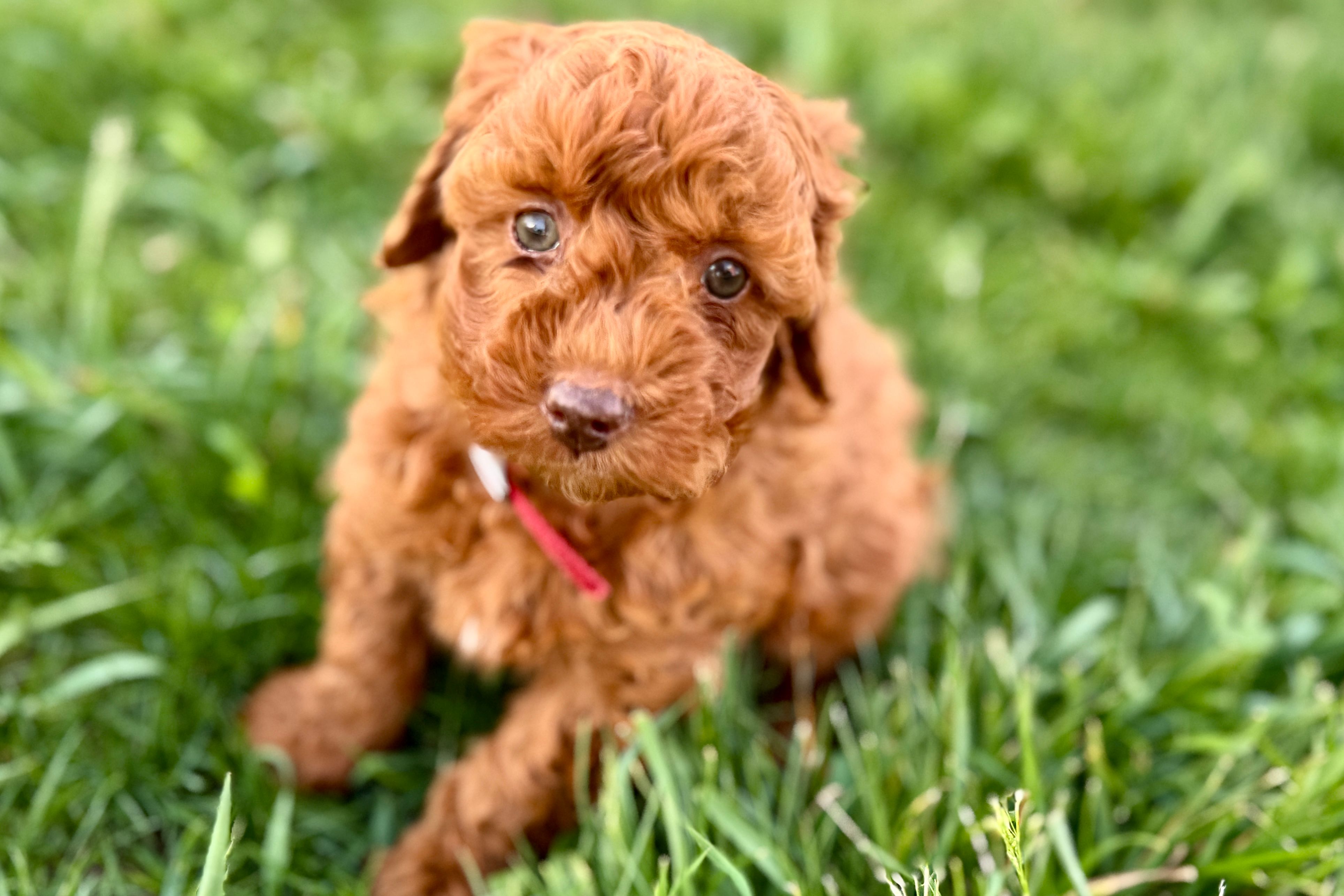 Waverly – Miniature Goldendoodle puppy for sale in Shipshewana, IN
