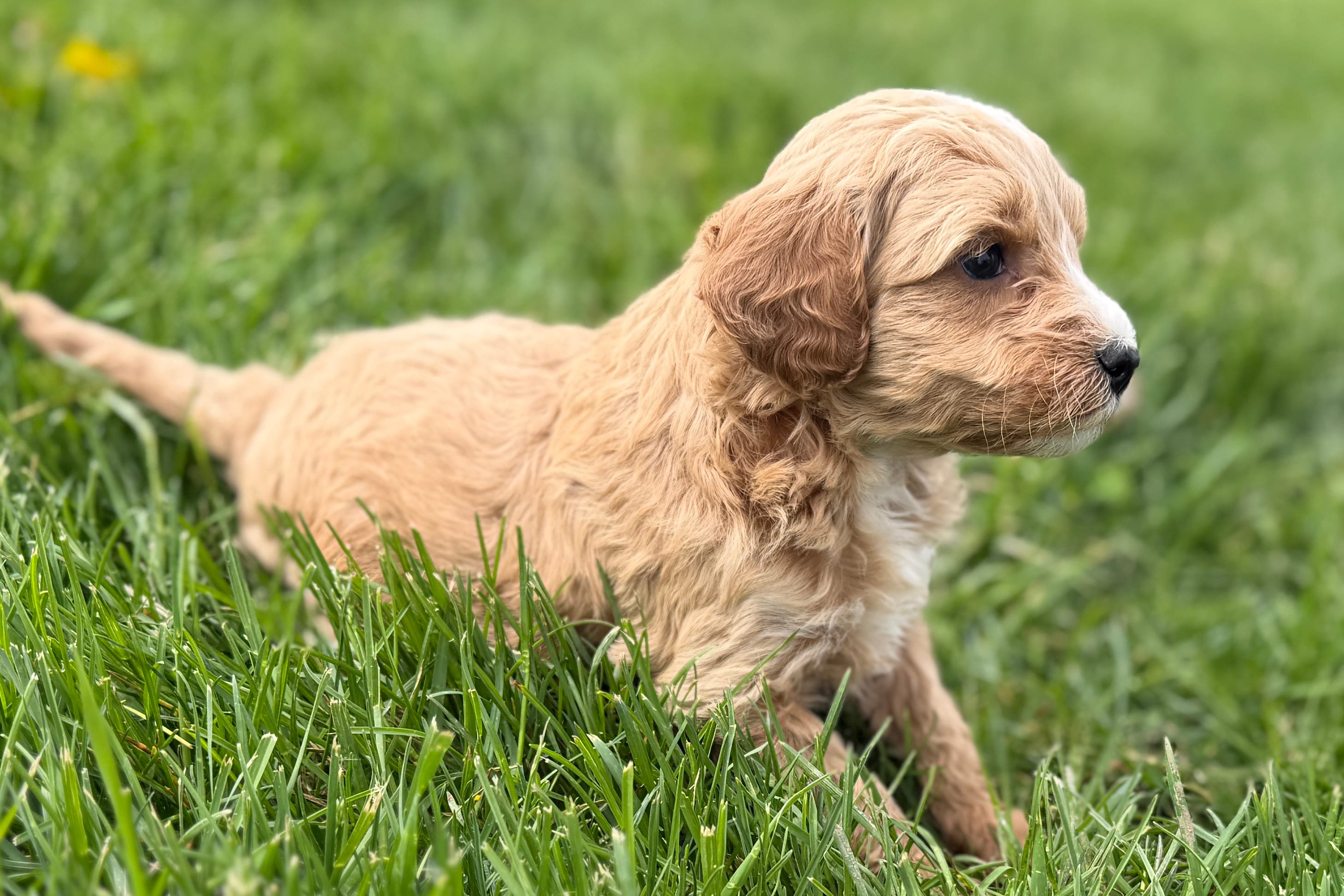 Olive , a female Goldendoodle for sale in Shipshewana, IN – Photo 5 of 8