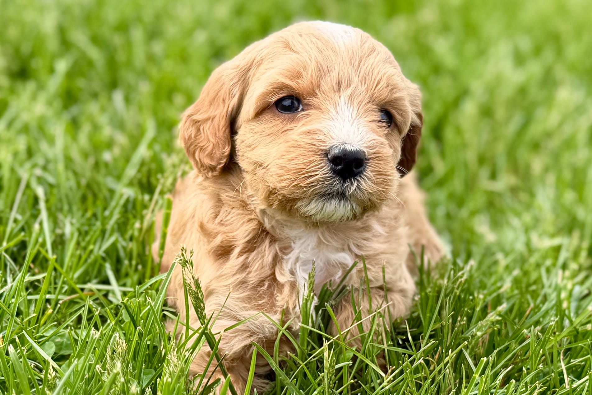 Olive , a female Goldendoodle for sale in Shipshewana, IN – Photo 3 of 8