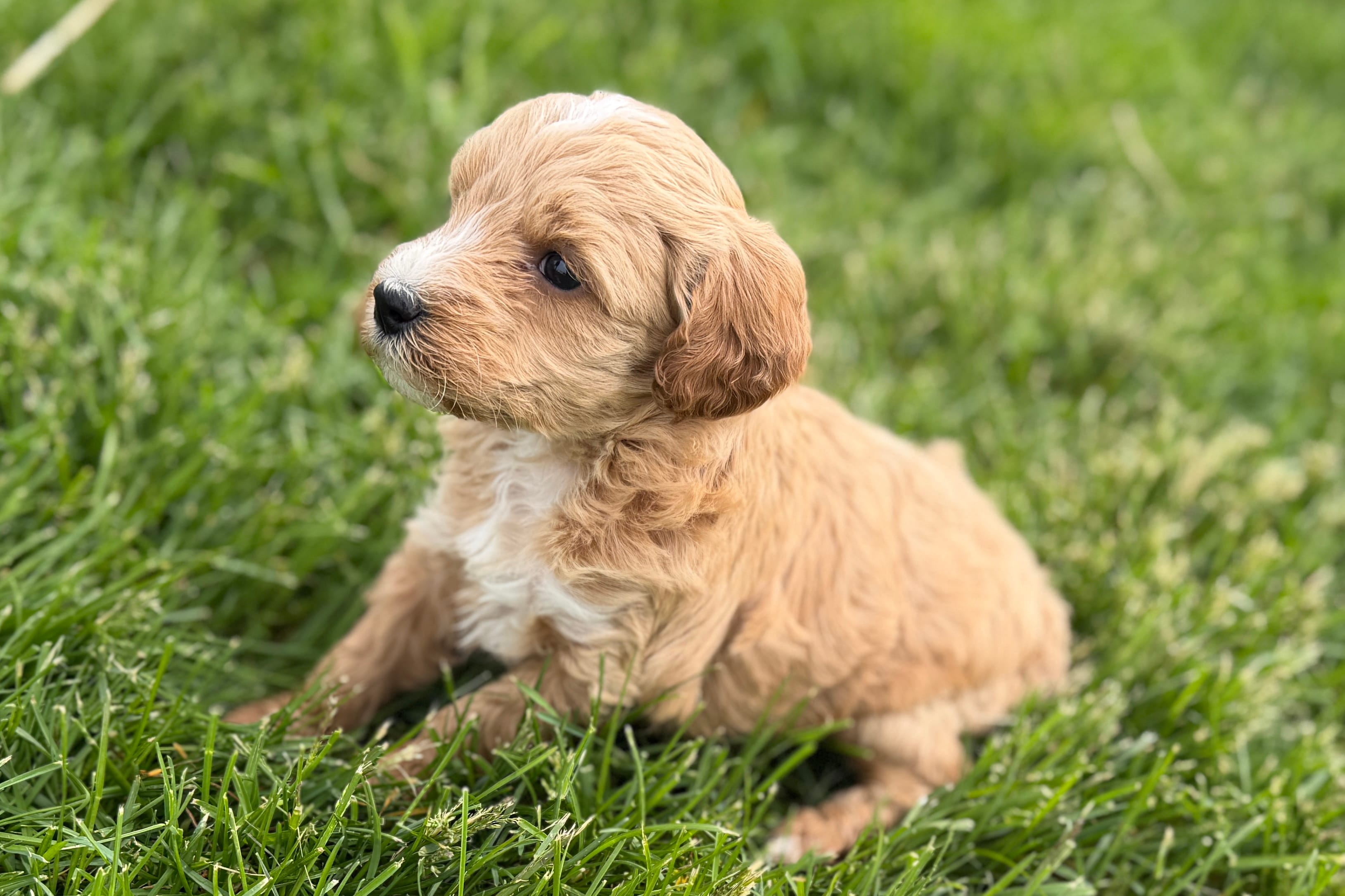Olive , a female Goldendoodle for sale in Shipshewana, IN – Photo 6 of 8