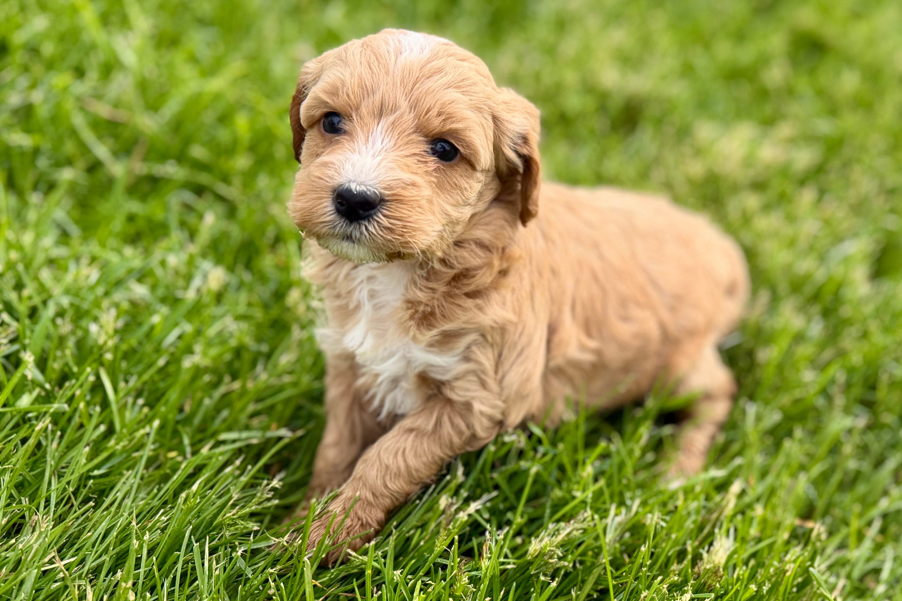 Olive , a female Goldendoodle for sale in Shipshewana, IN – Photo 7 of 8