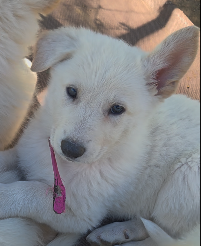 Pink – German Shepherd Dog puppy for sale in Centreville, VA