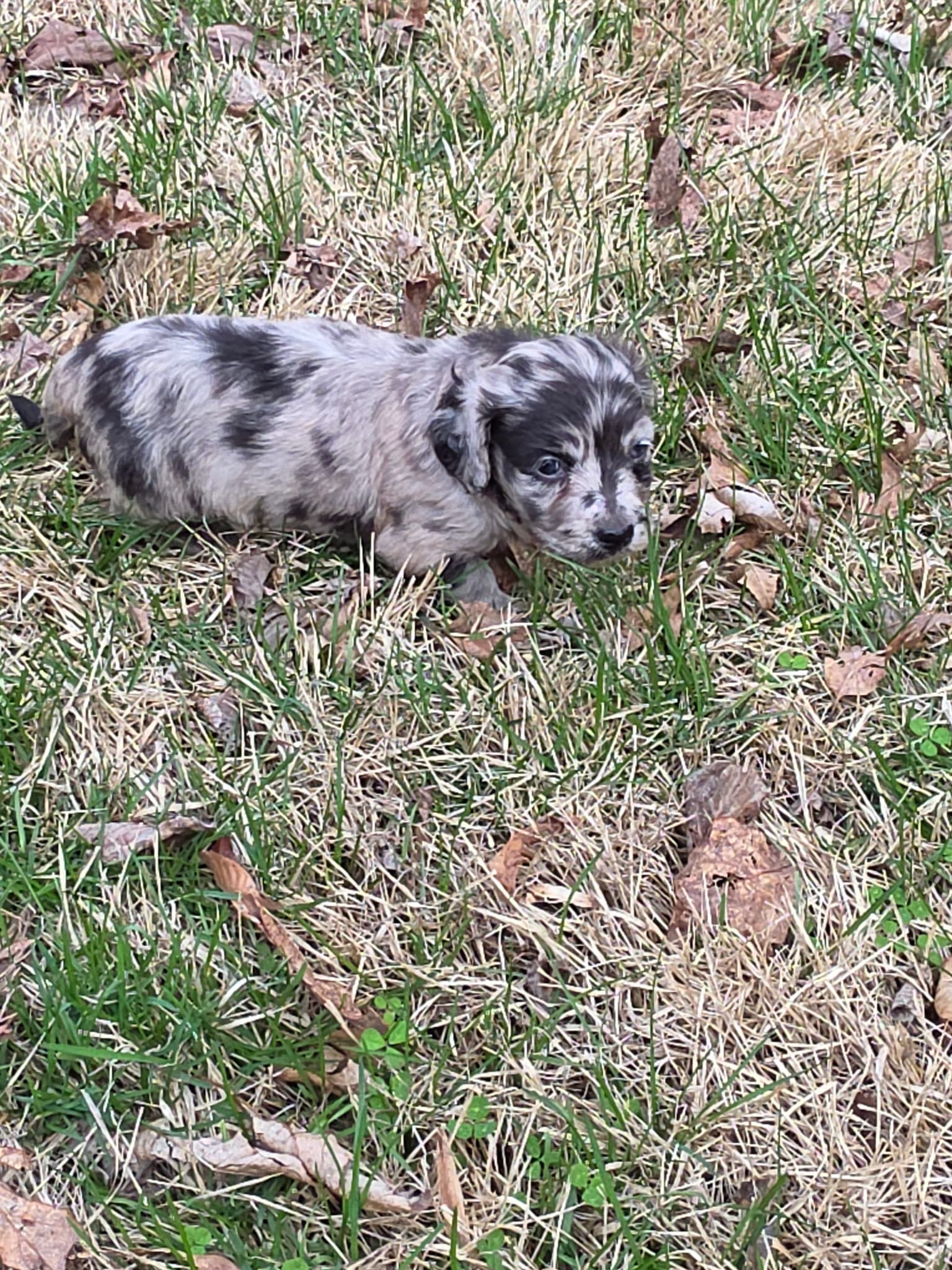 Misty – Miniature Australian Shepherd, Miniature American Shepherd puppy for sale in Odon, IN