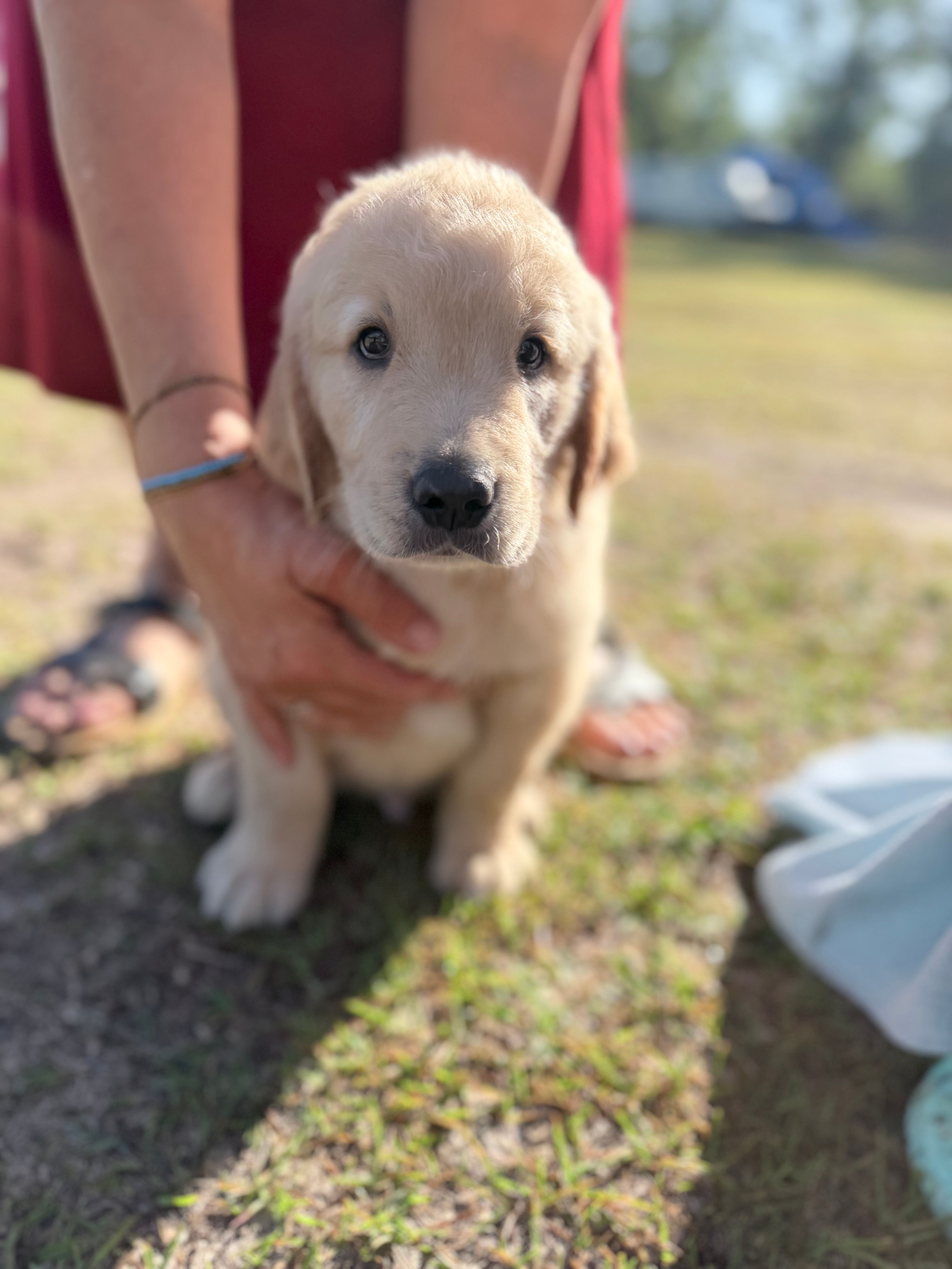 Puppy 2 – Golden Retriever puppy for sale in Midville, GA