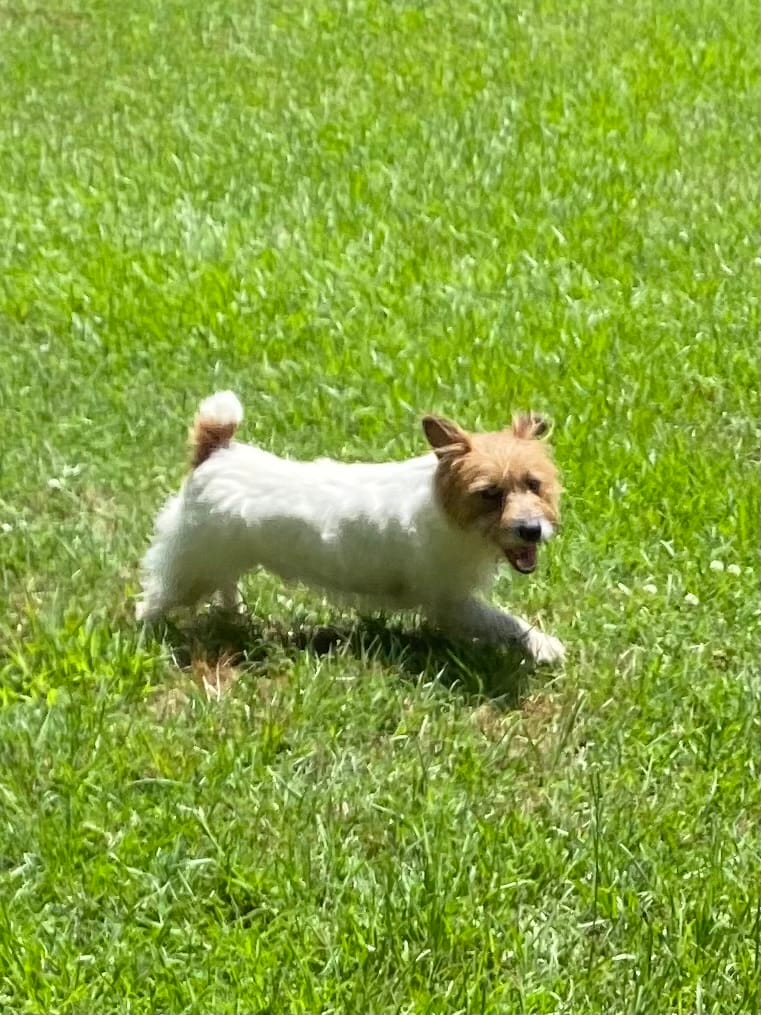 Rowdy – Jack Russell Terrier puppy for sale in Concord, NC