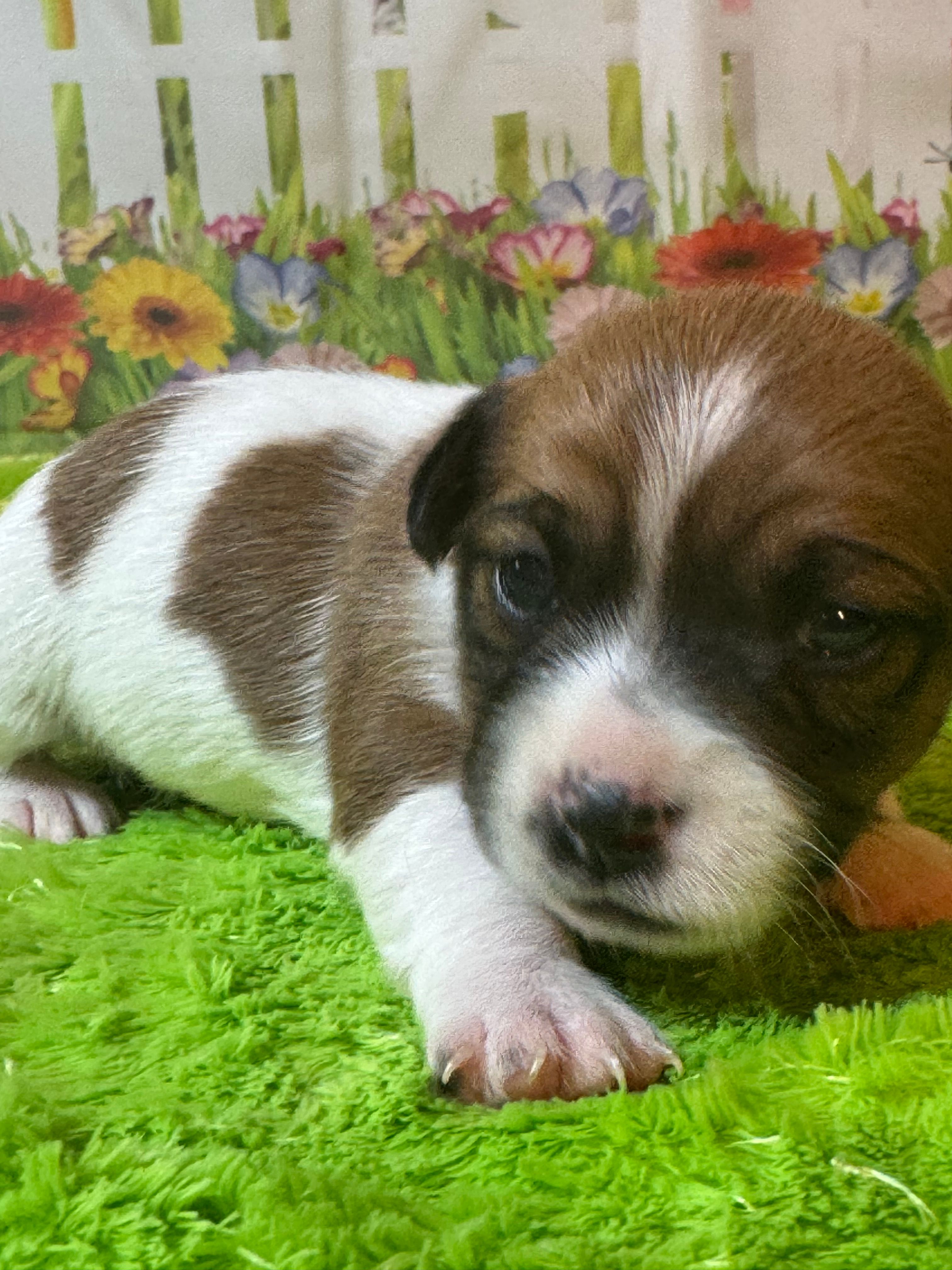 Lorcan – Jack Russell Terrier puppy for sale in Concord, NC