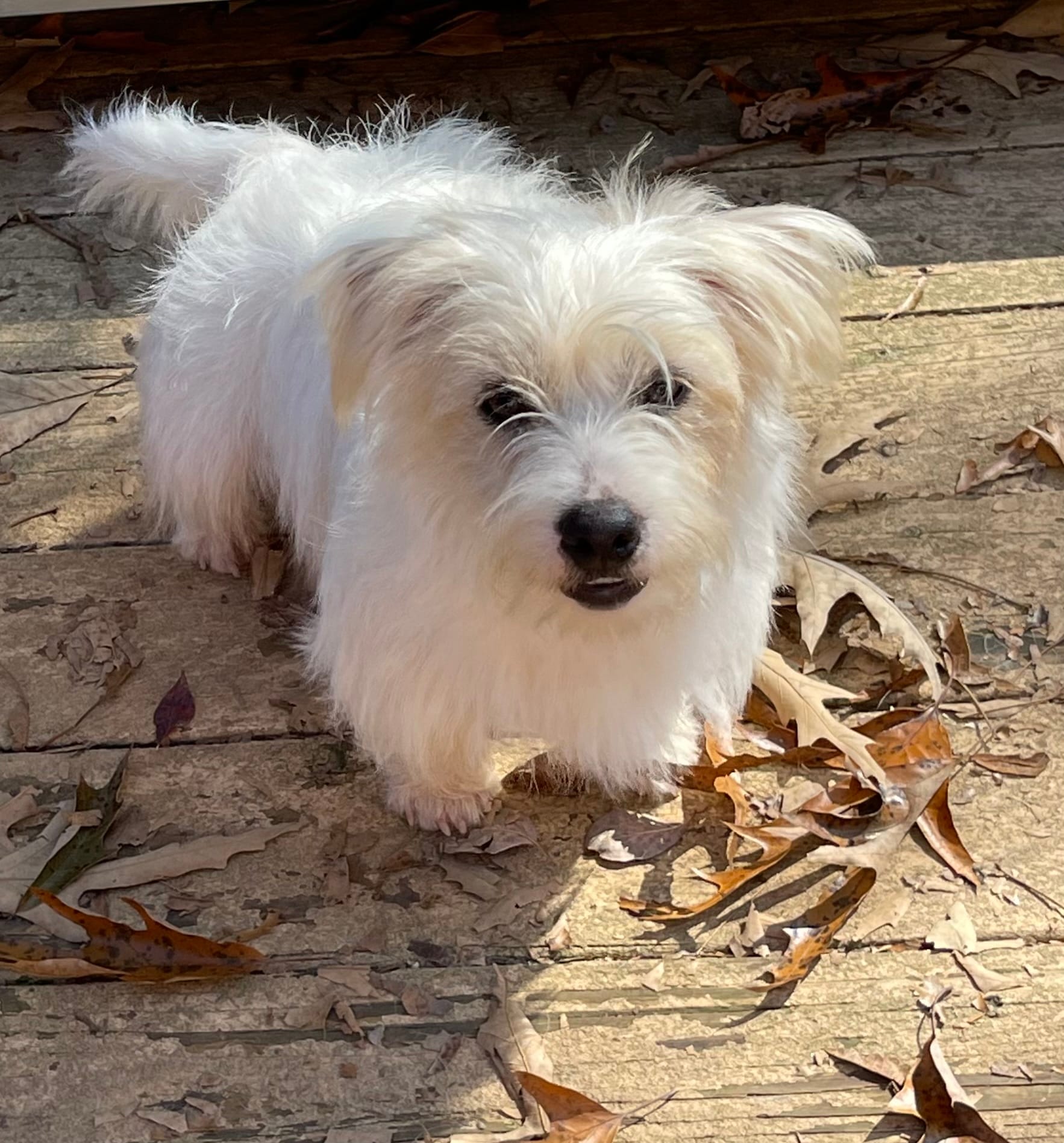 Zesty – Jack Russell Terrier puppy for sale in Concord, NC