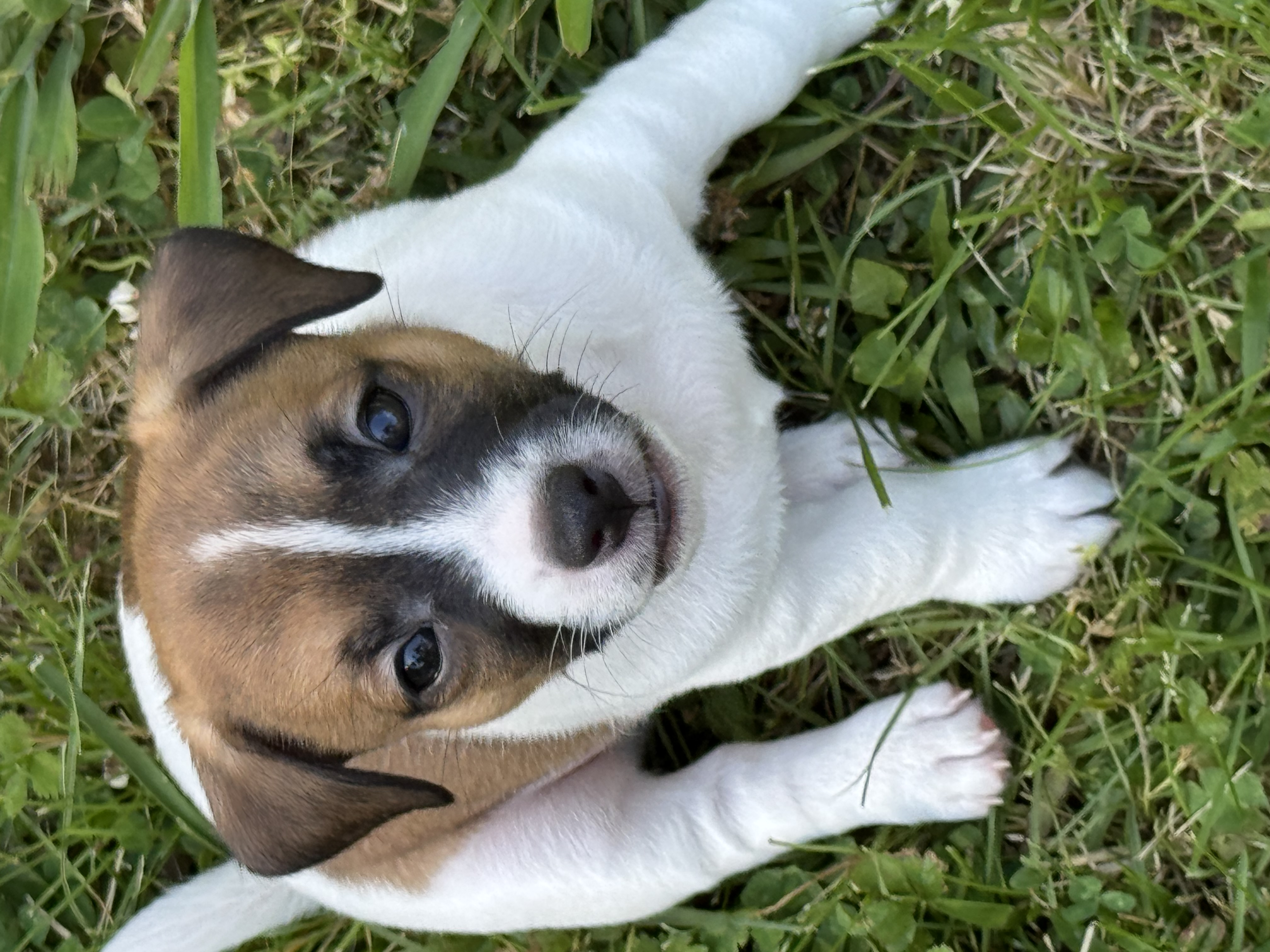 Holden – Jack Russell Terrier puppy for sale in Concord, NC