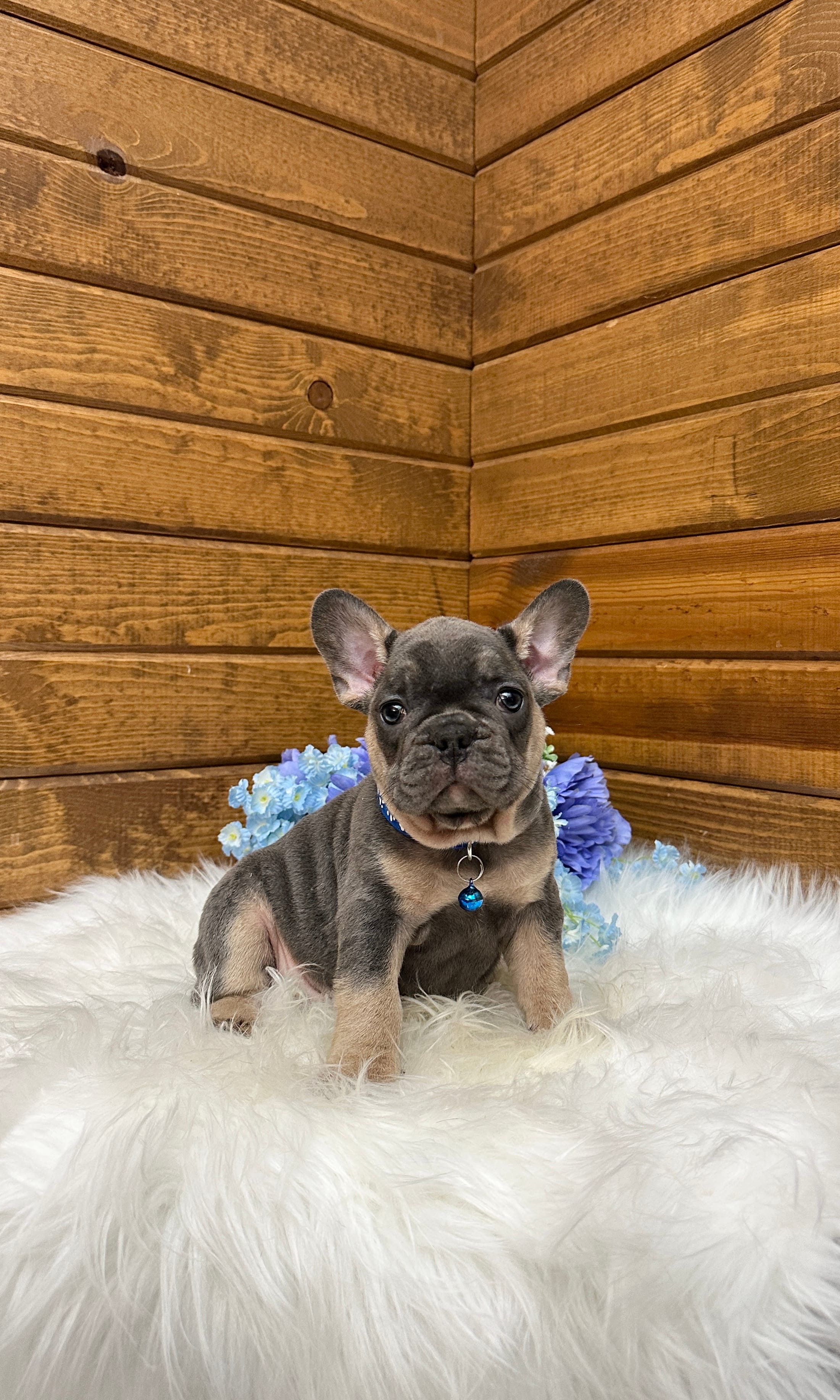 Ranger – French Bulldog puppy for sale in Sugarcreek, OH