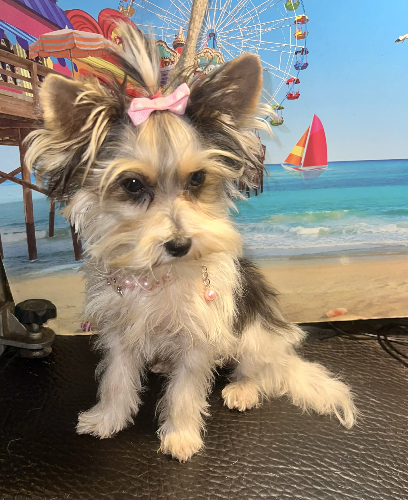 diva's sweetie darlin – Yorkshire Terrier puppy for sale in Keithville, LA