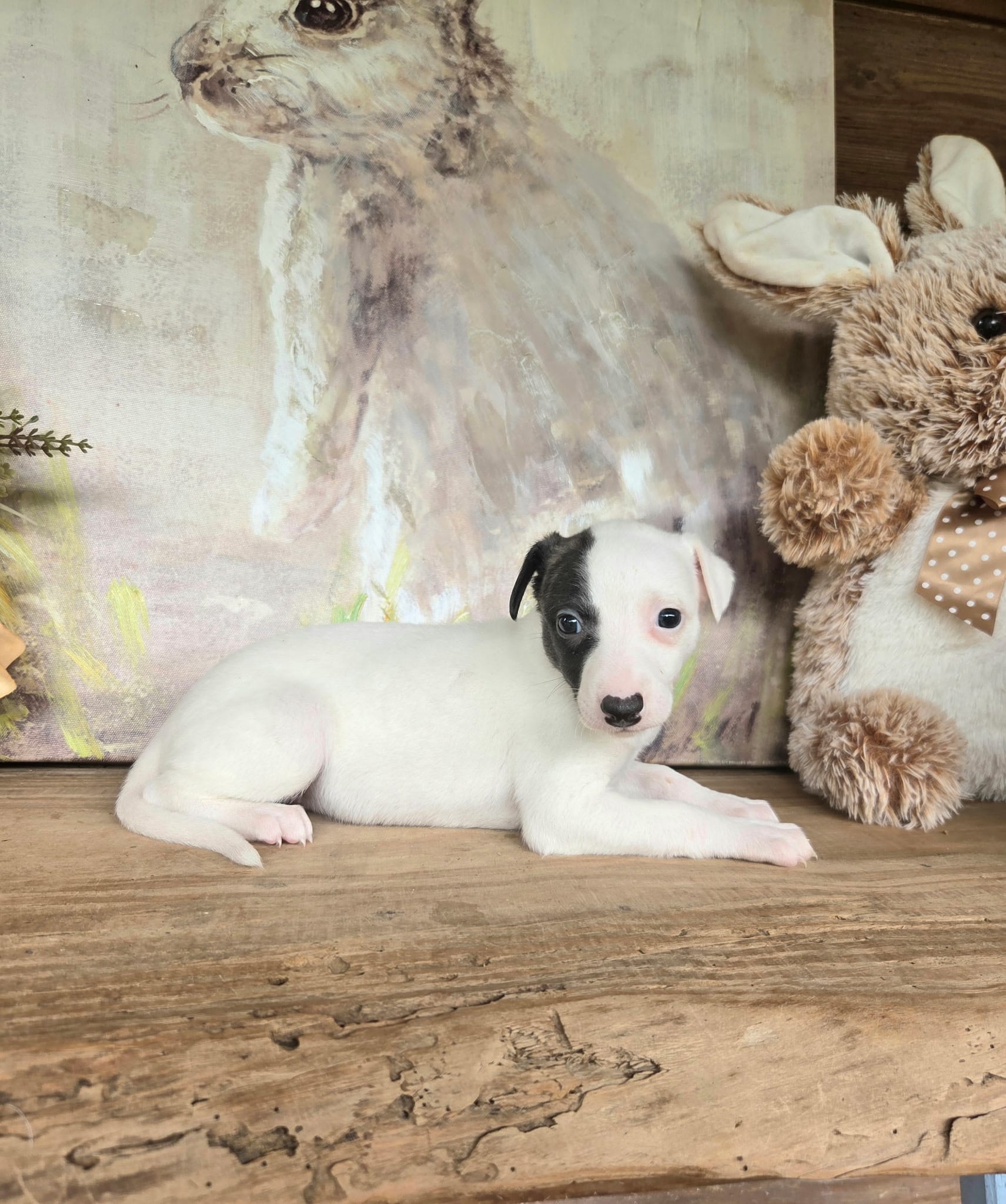 Powder Puff – Whippet puppy for sale in Caryville, FL