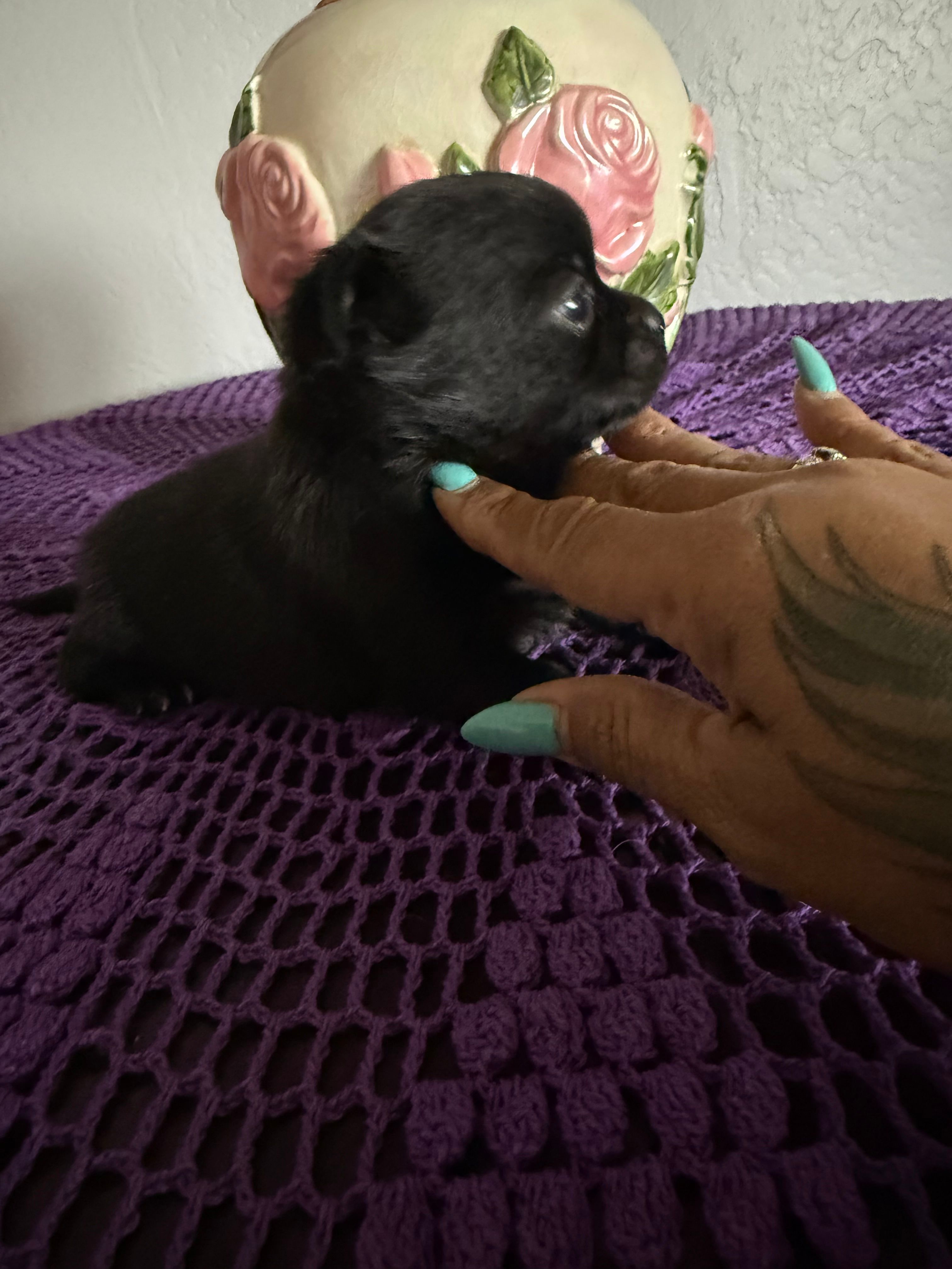 Luna – Chihuahua puppy for sale in Mesa, AZ