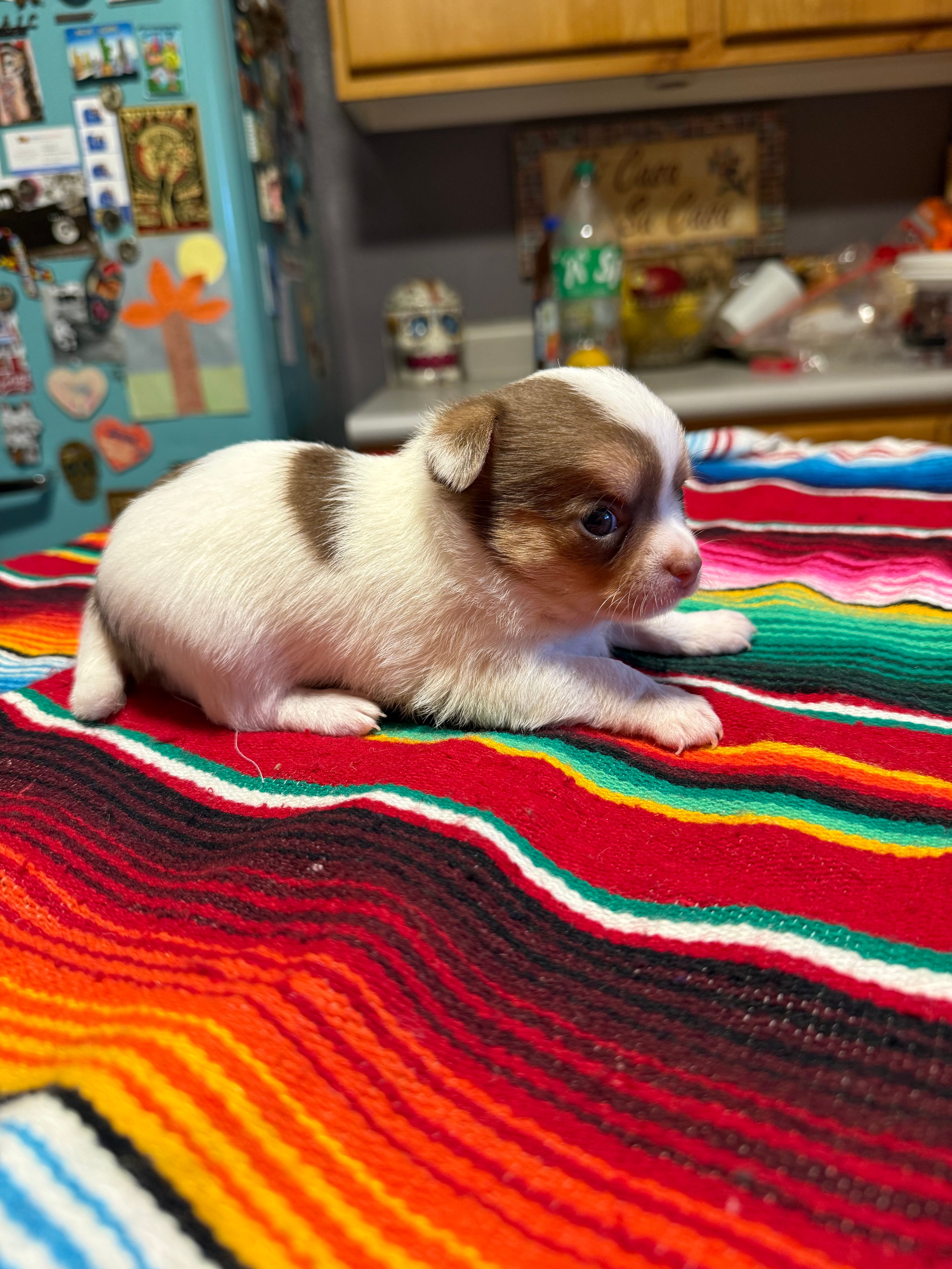 AkcApplehead#1 – Chihuahua puppy for sale in Mesa, AZ