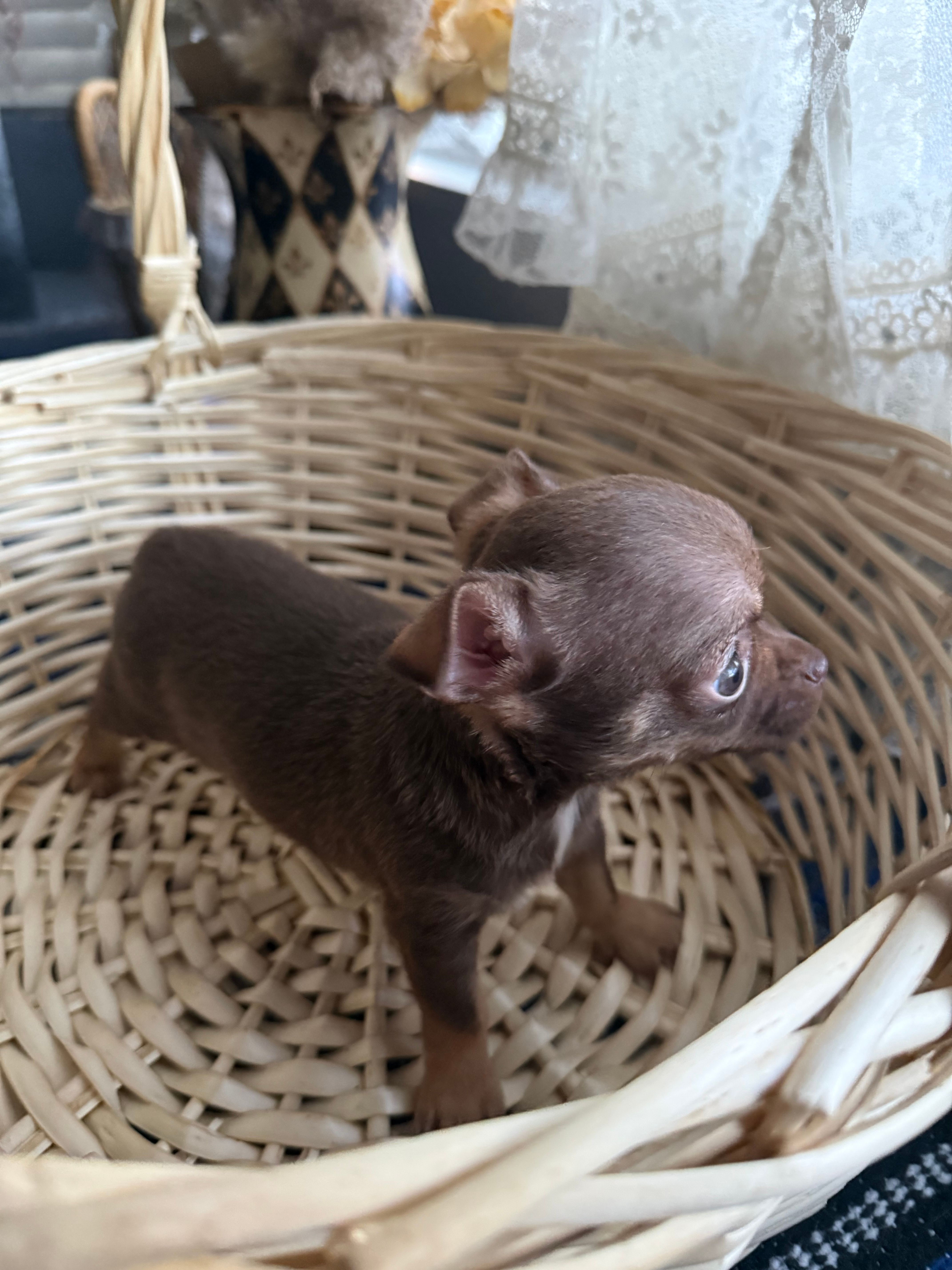 Caramela – Chihuahua puppy for sale in Mesa, AZ