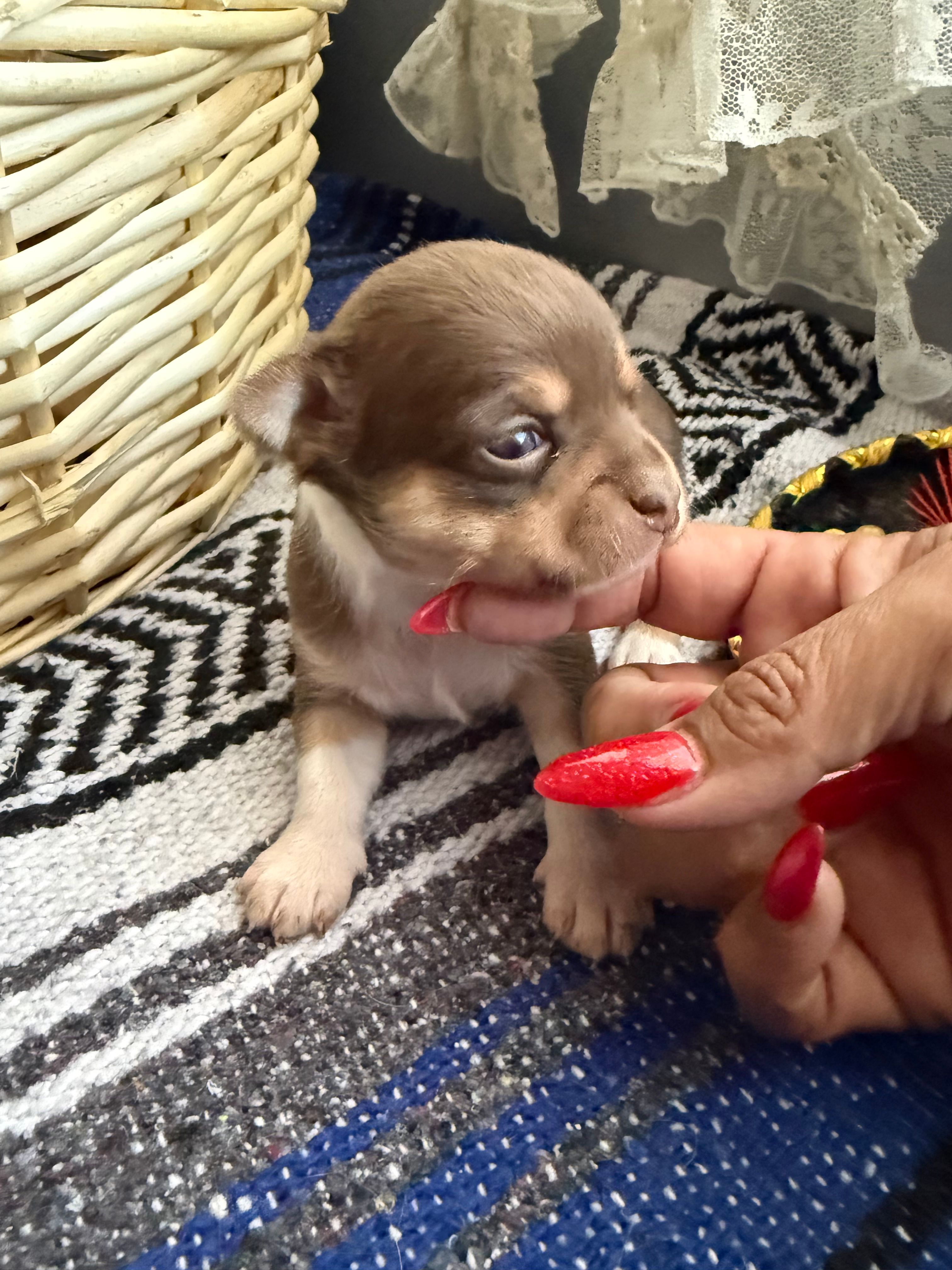 AkcChocolate tri F – Chihuahua puppy for sale in Mesa, AZ