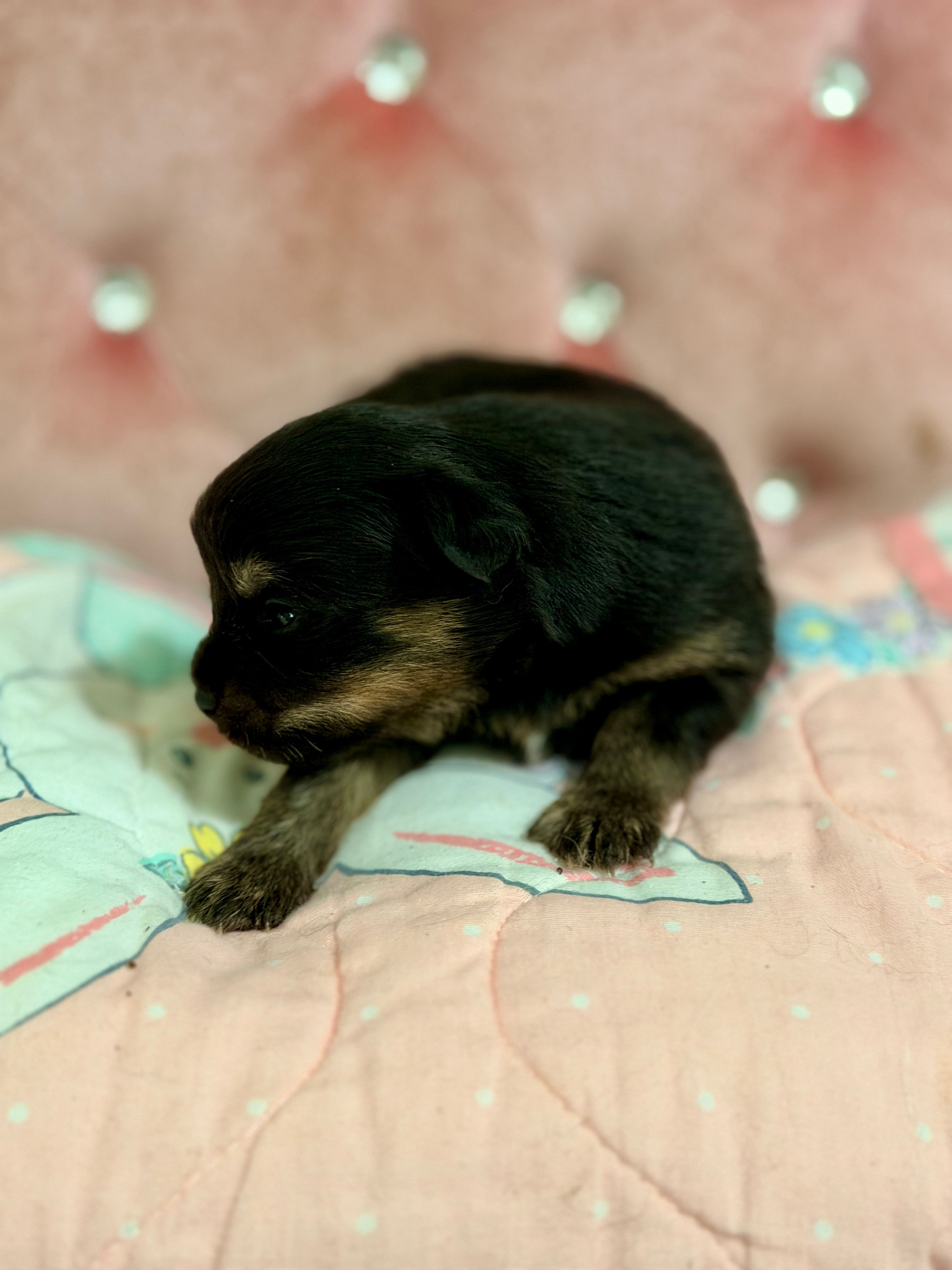 Oakley – Pomapoo, Pomeranian puppy for sale in Sebring, FL