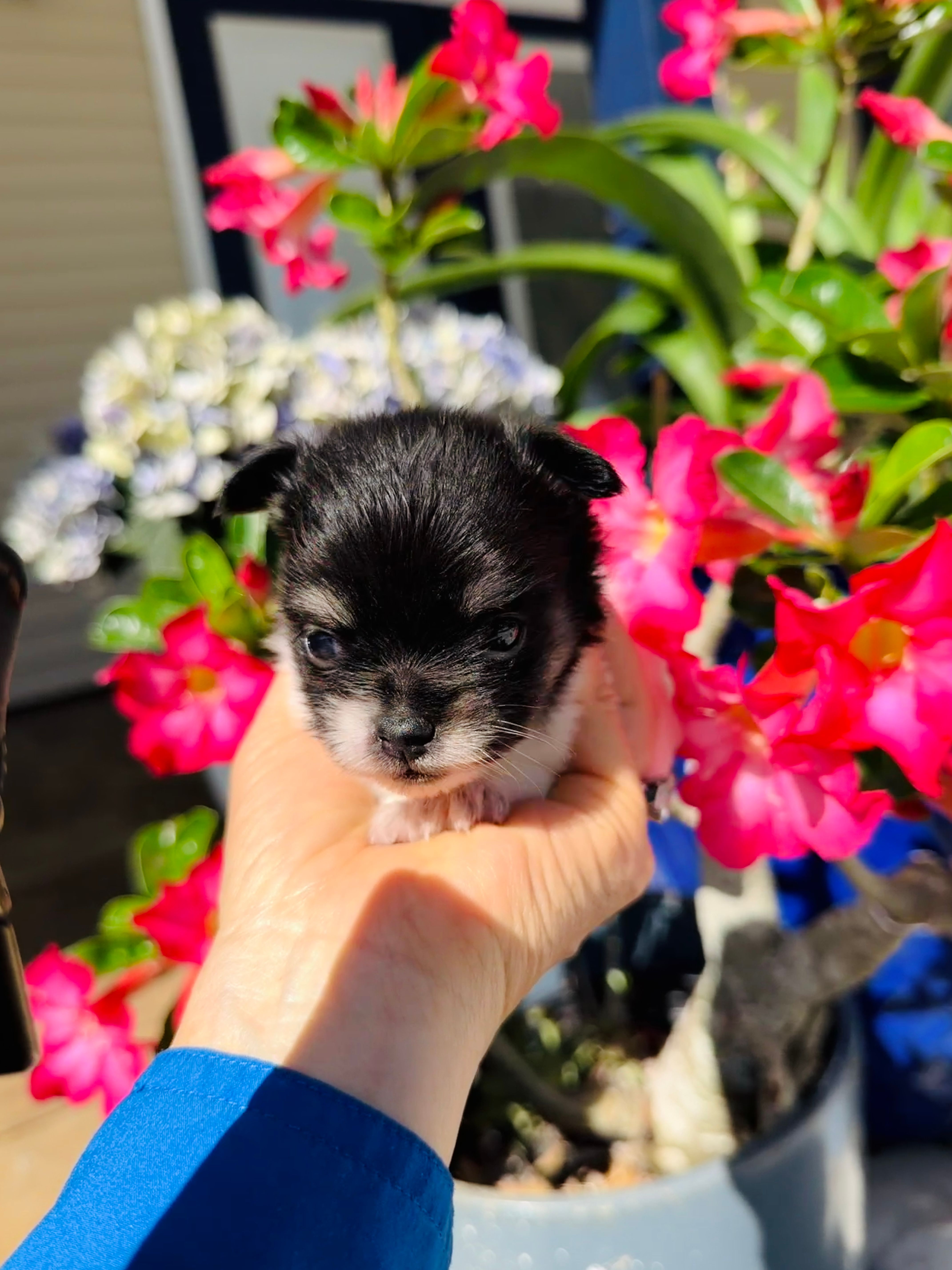  Gladly  – Papillon, Pomeranian puppy for sale in Sebring, FL