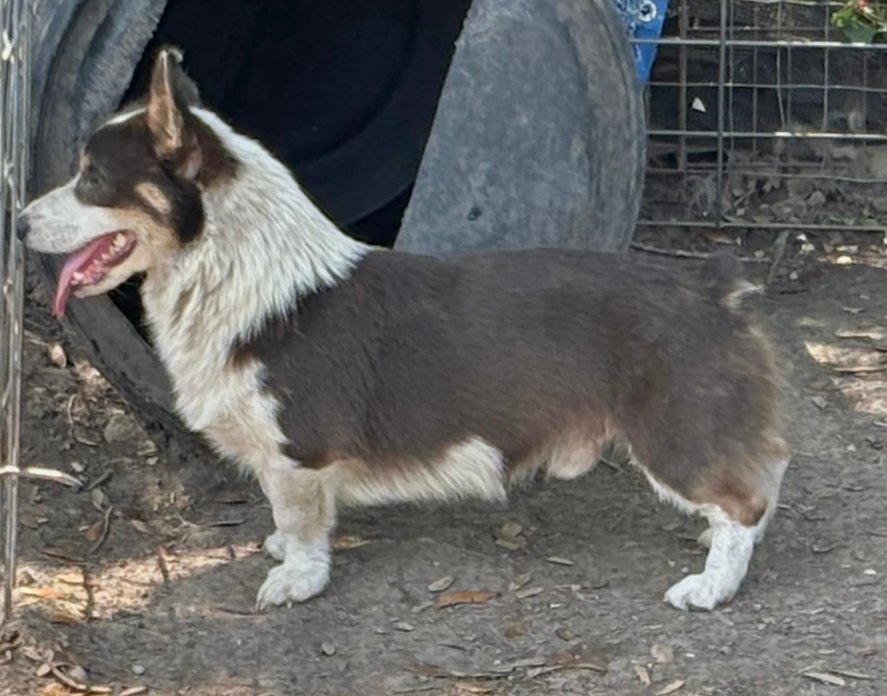 Kegan AKC Bluie – Pembroke Welsh Corgi puppy for sale in Austin, TX