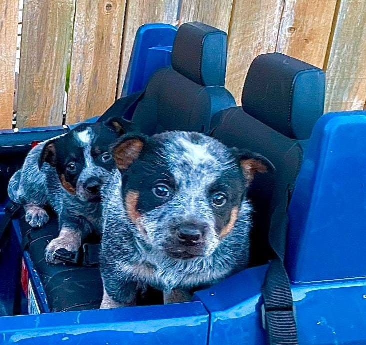 Elm – Australian Cattle Dog puppy for sale in Seguin, TX