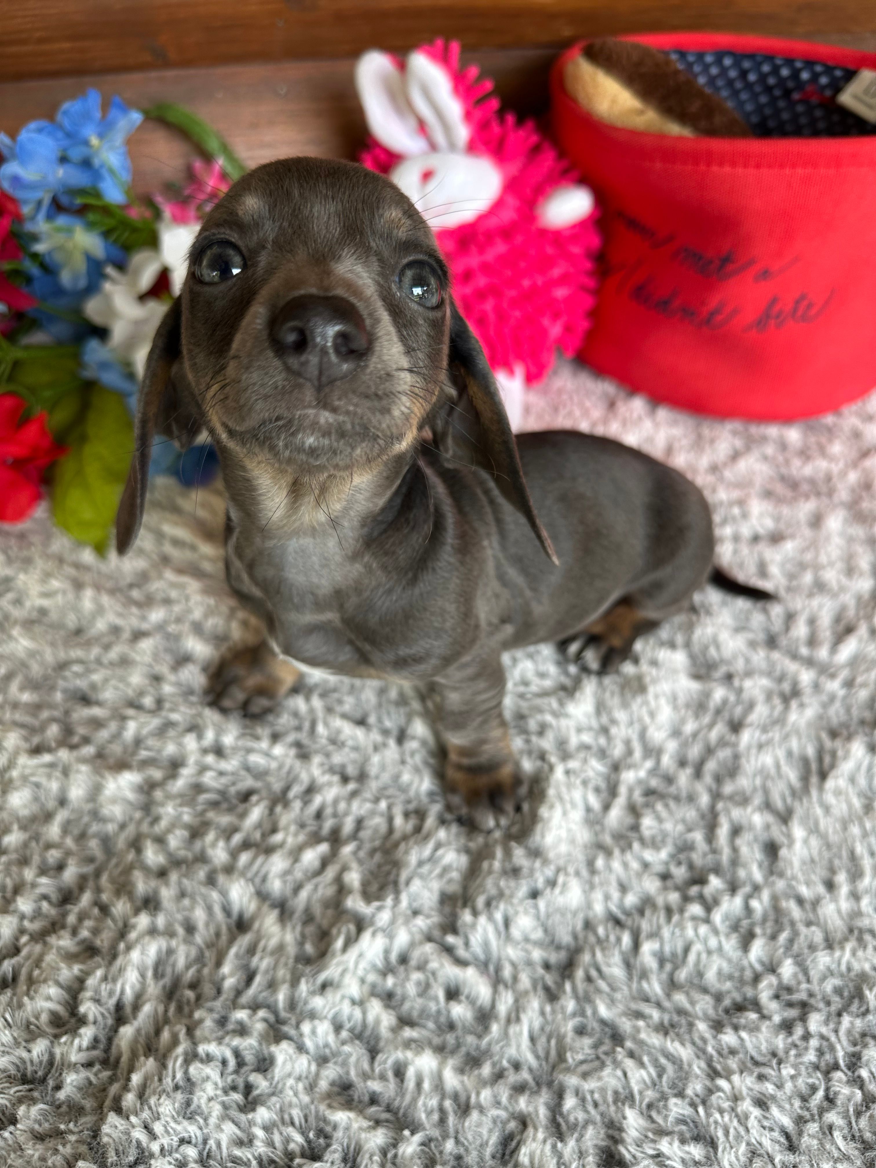 Luna – Miniature Dachshund puppy for sale in Lake City, FL