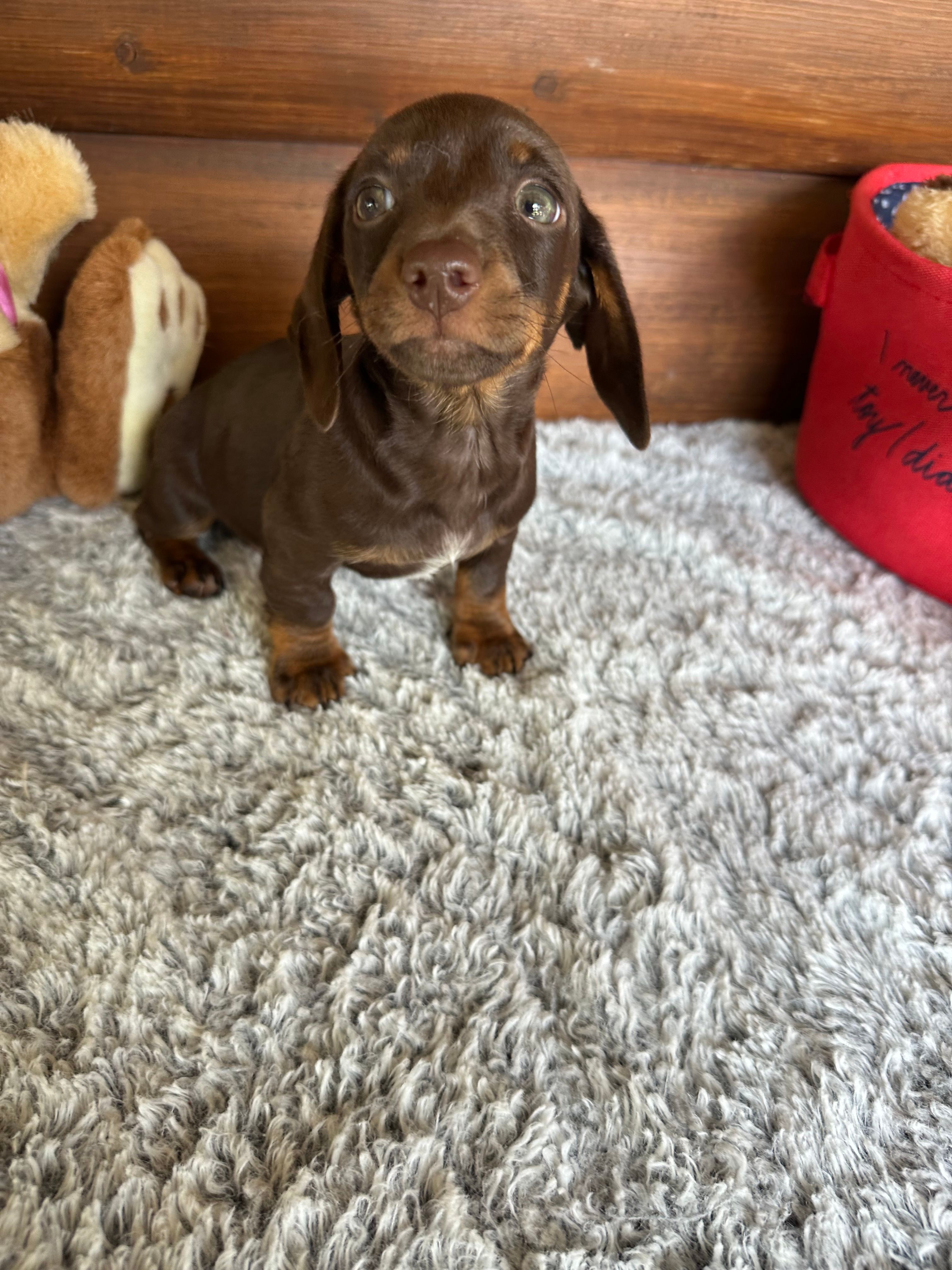 Hershey – Miniature Dachshund puppy for sale in Lake City, FL
