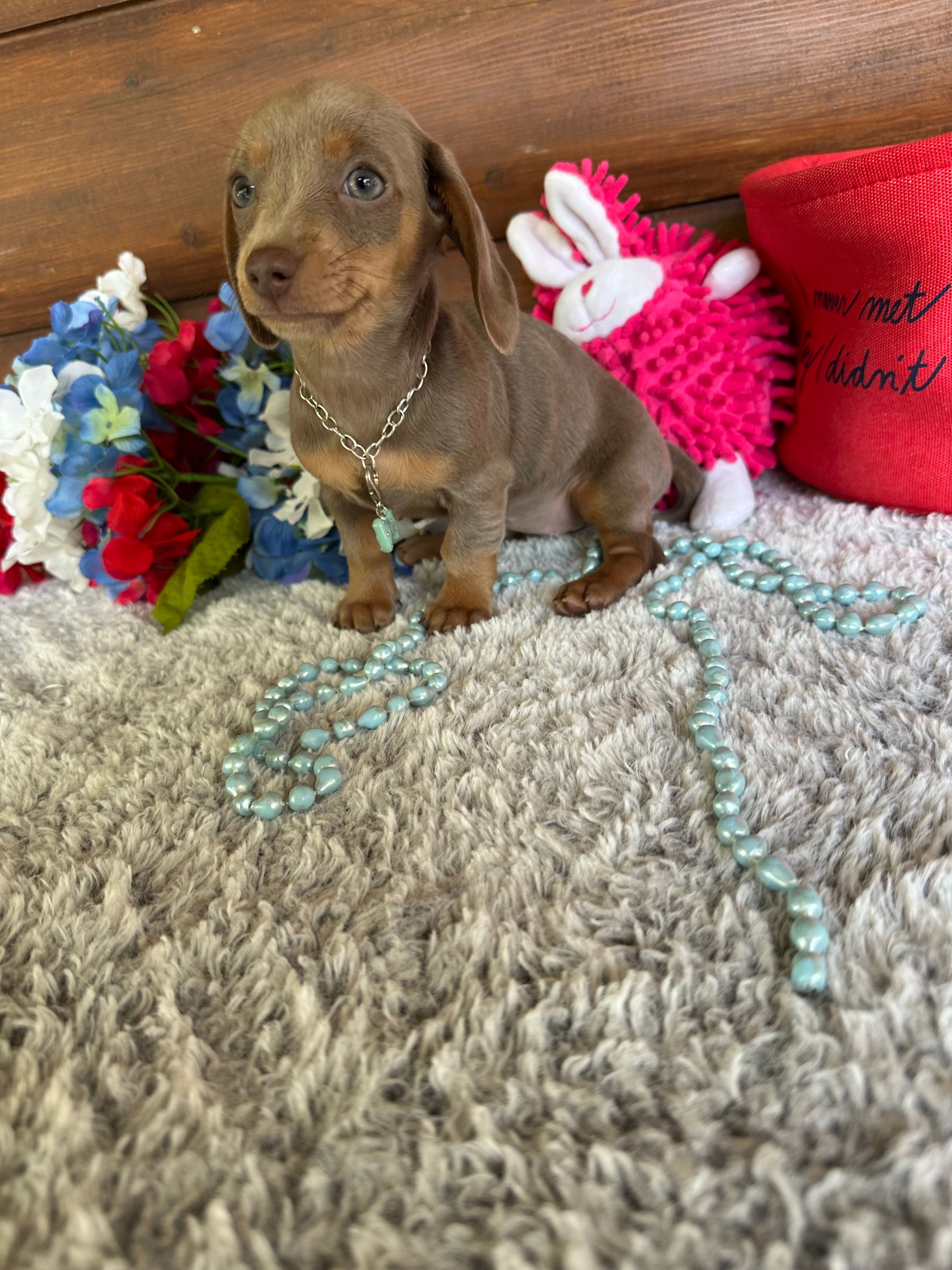 Cinnamon – Miniature Dachshund puppy for sale in Lake City, FL