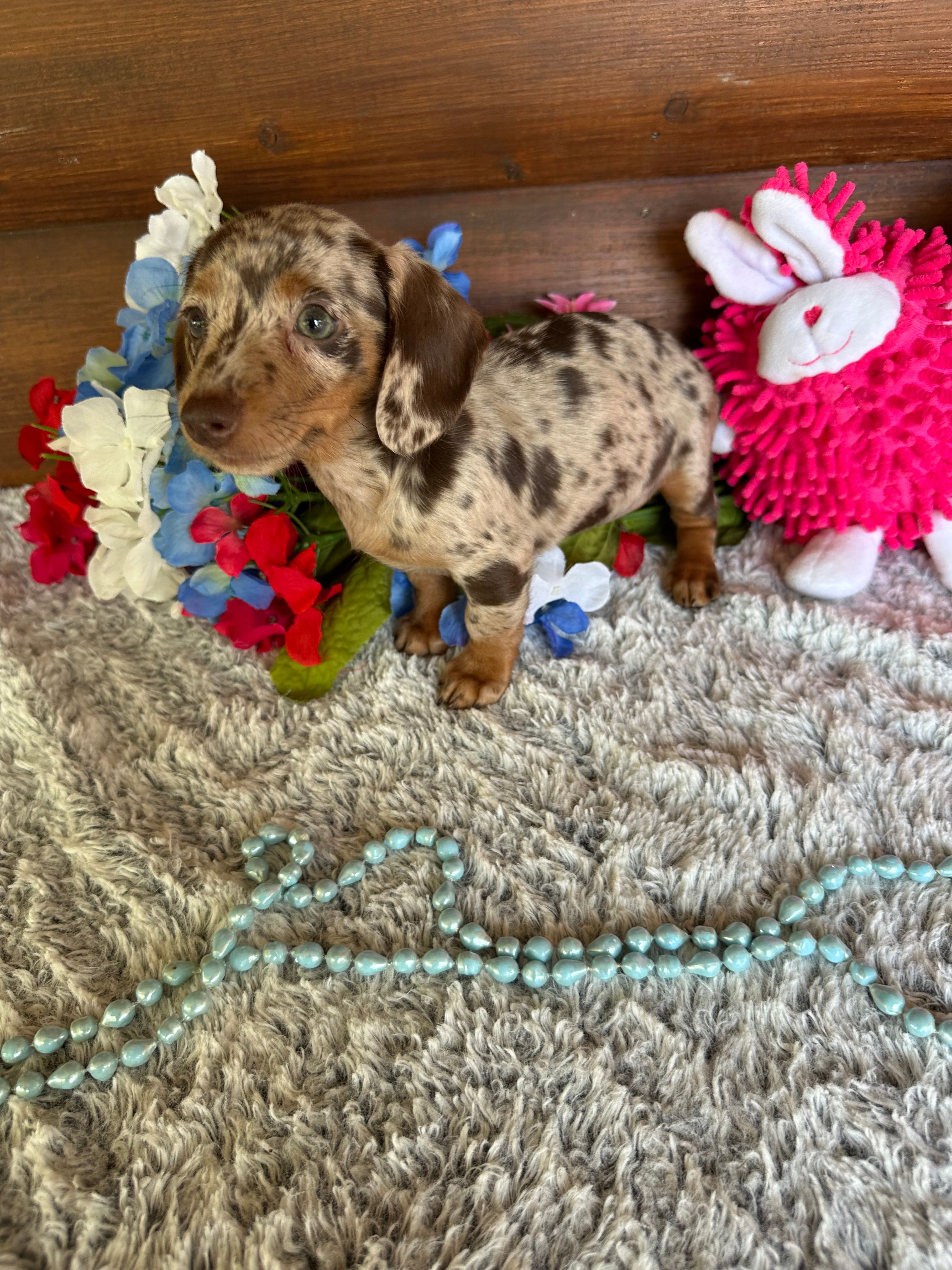 Callie – Miniature Dachshund puppy for sale in Lake City, FL