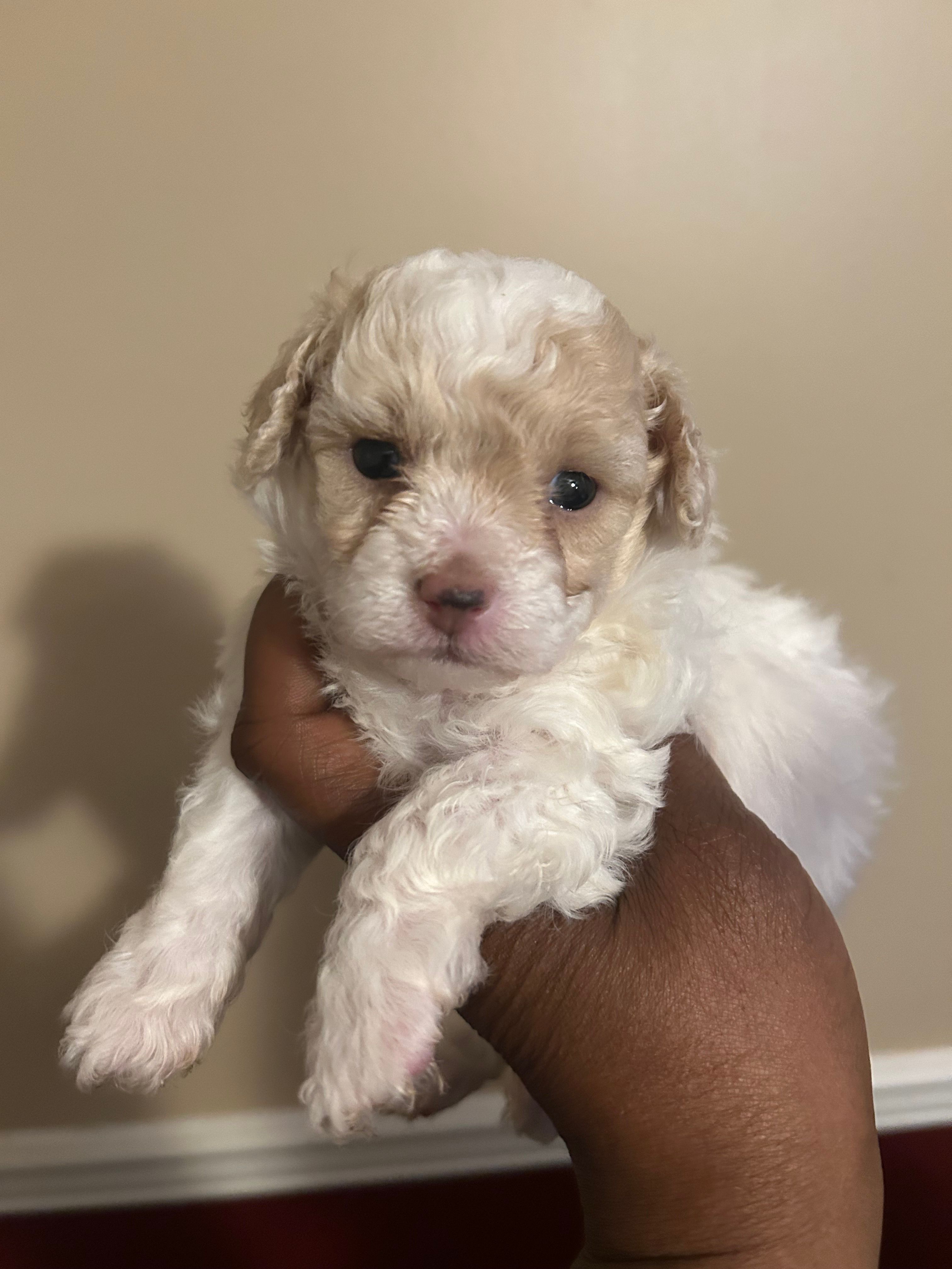 Jill – Poodle - Toy  puppy for sale in Birmingham, AL