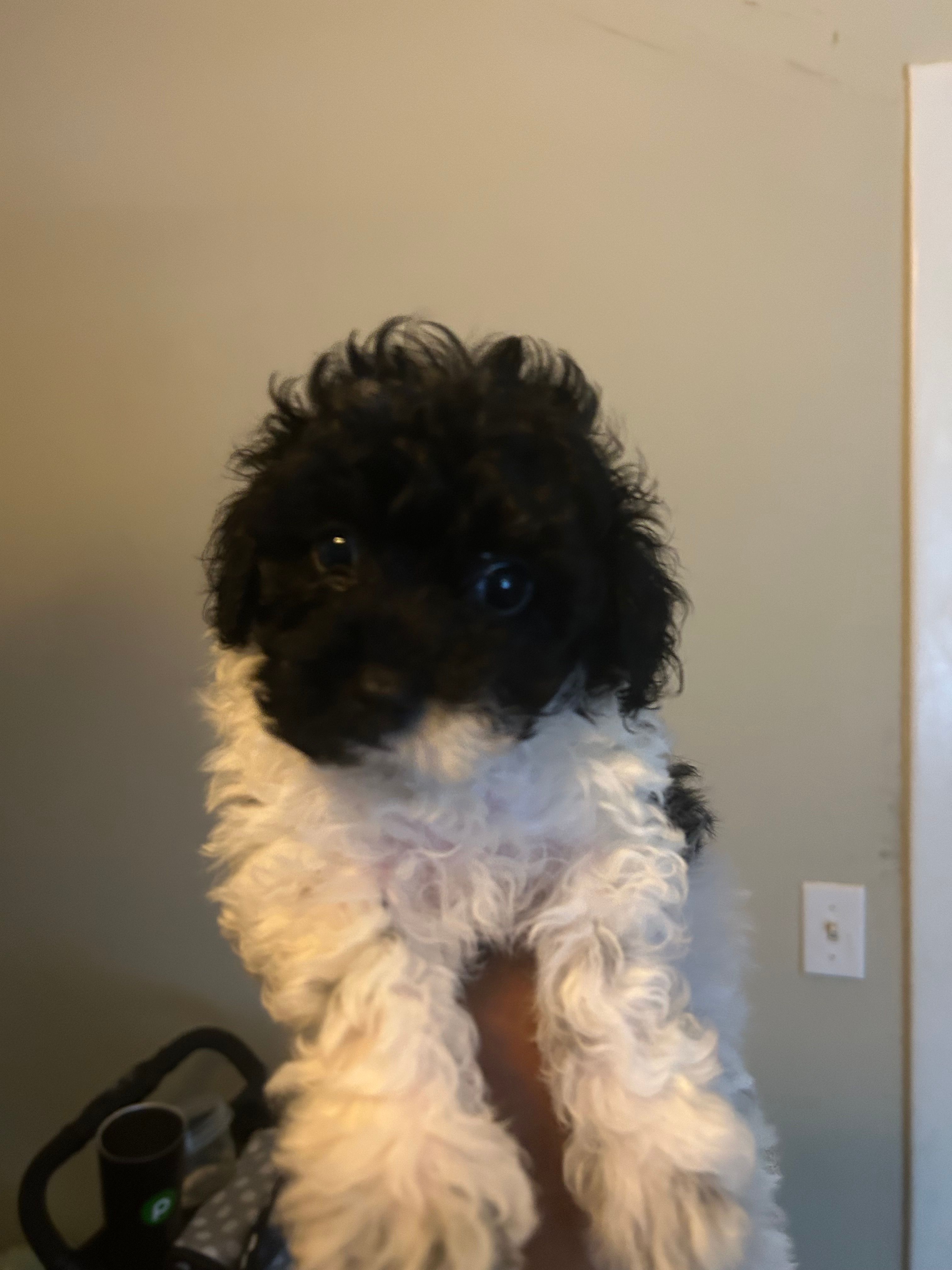 Charlie – Poodle - Toy  puppy for sale in Birmingham, AL