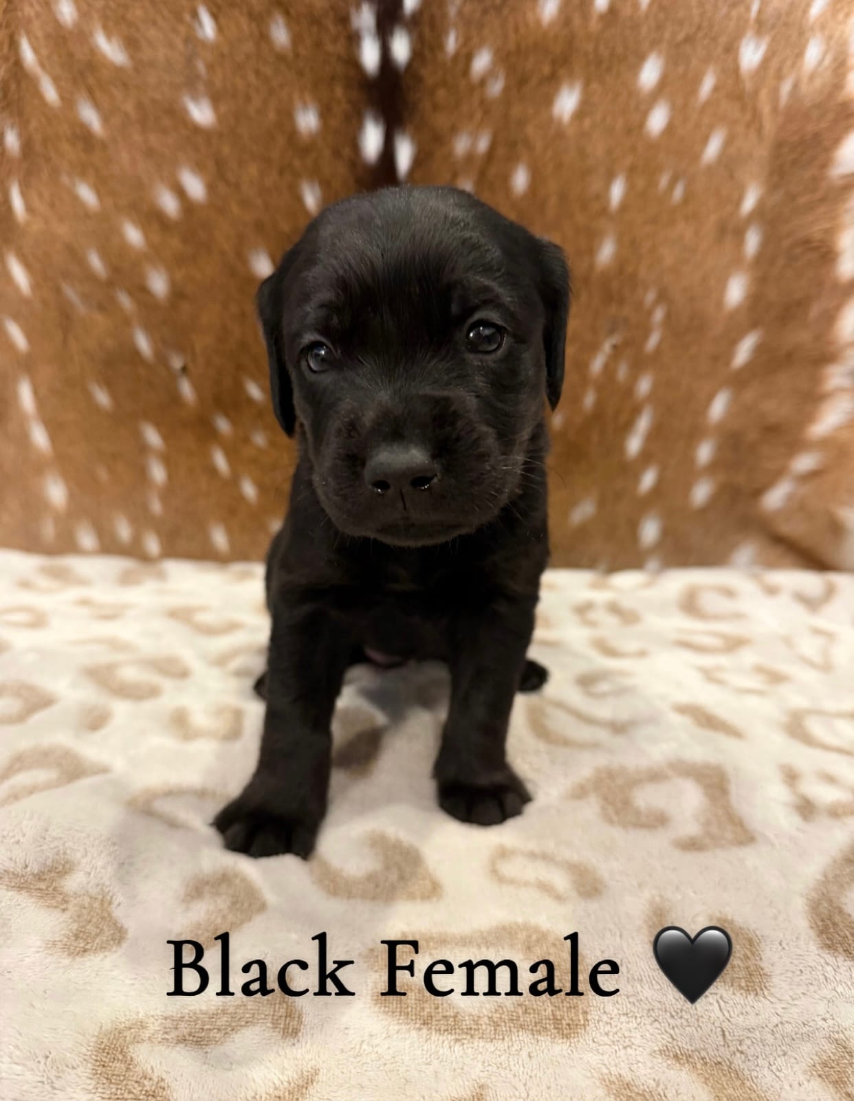 Black Female Goldador